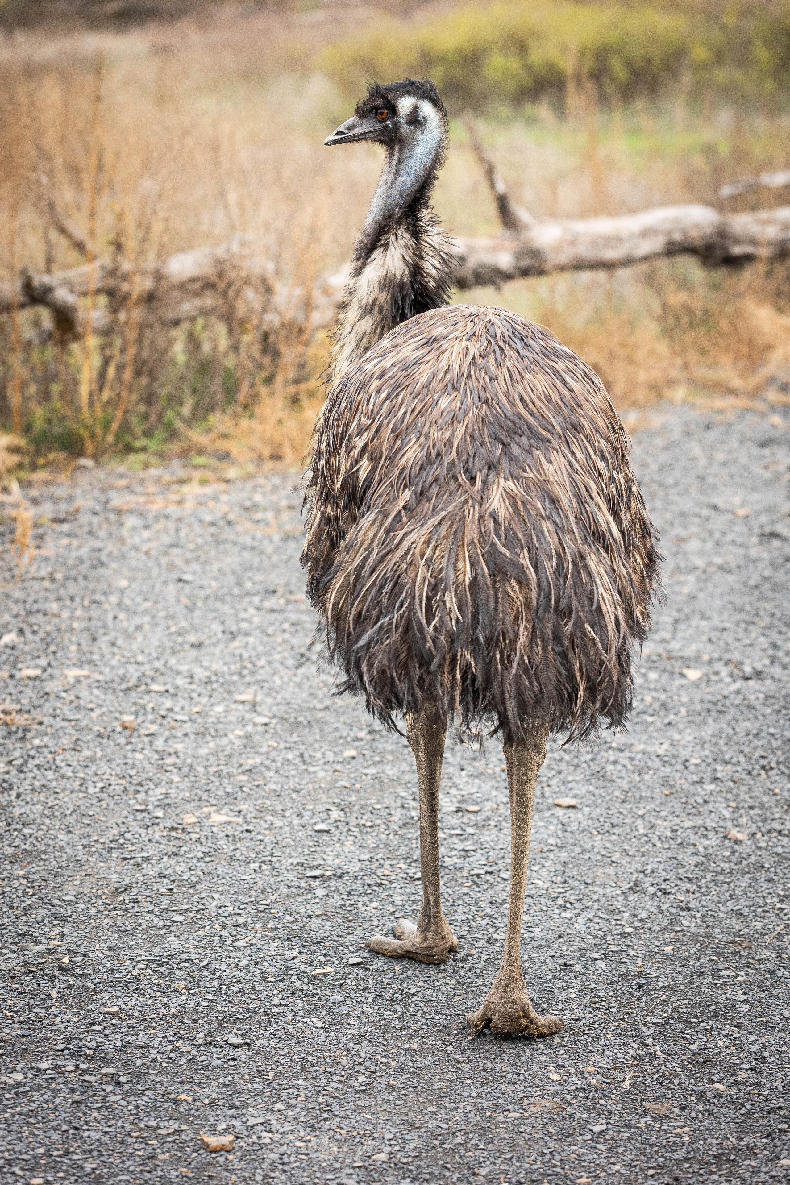 Зоопарк Малинки. Фотограф-АниМалист Анна Абрамова