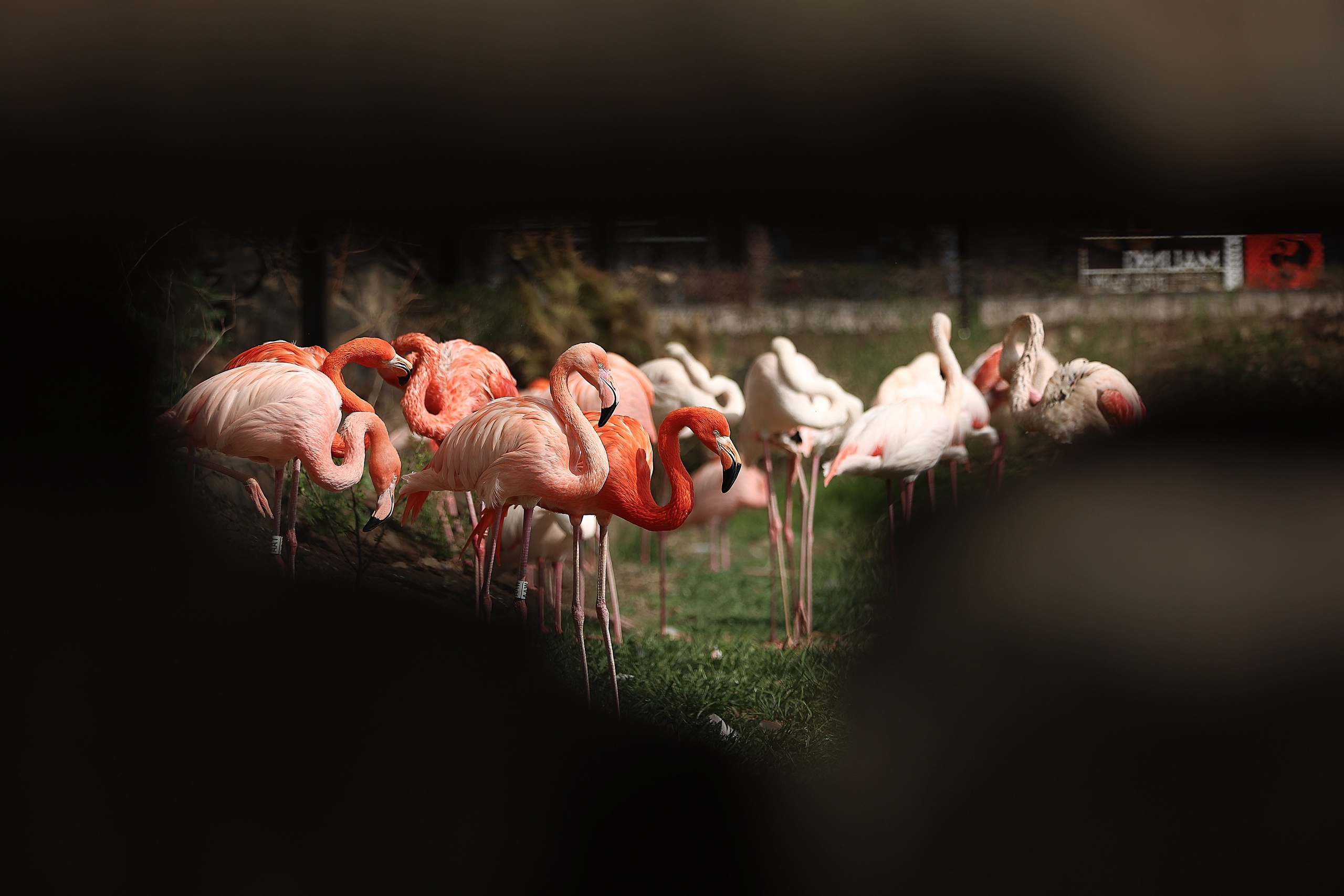 Зоопарк Малинки. Фотограф-АниМалист Анна Абрамова