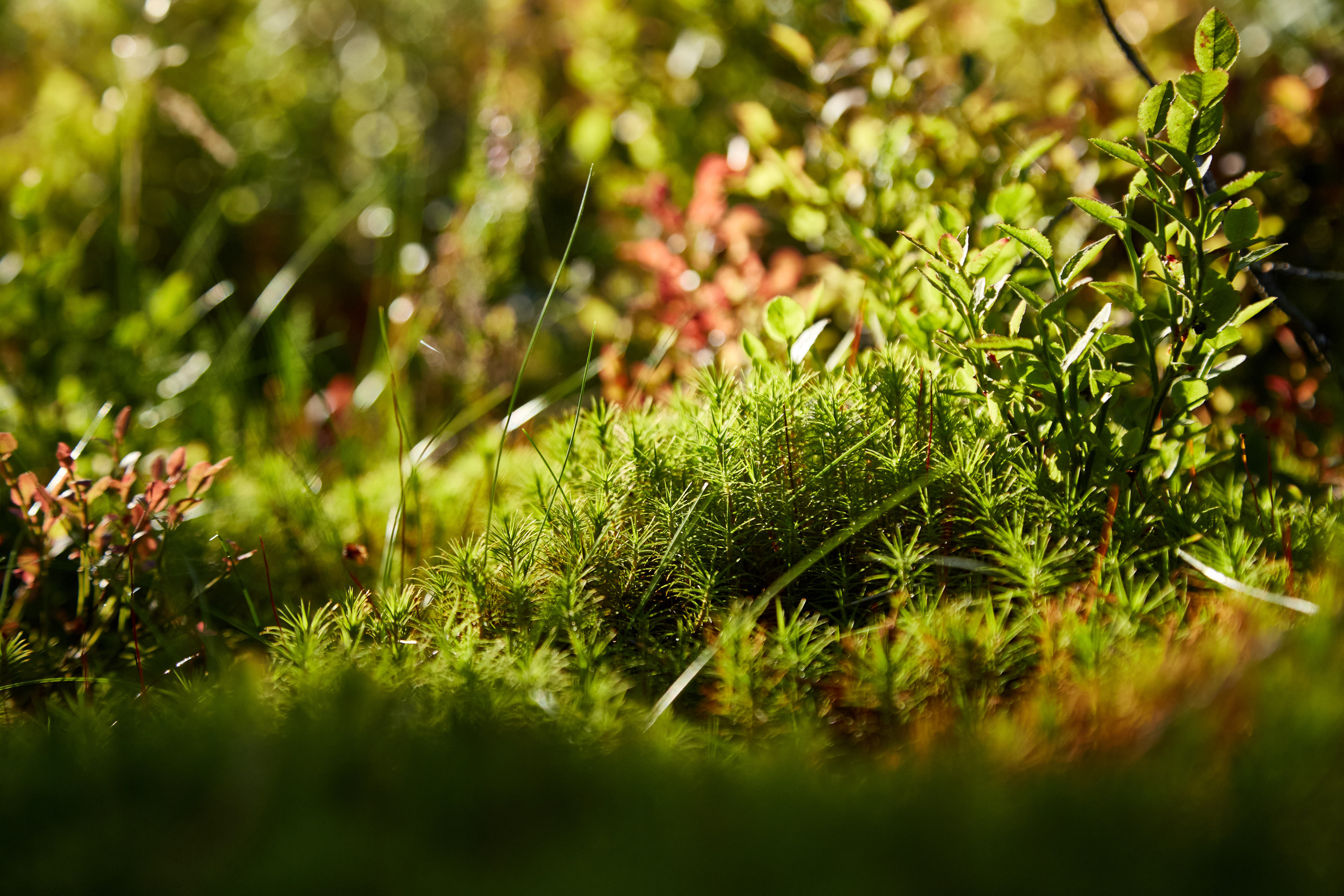 Карелия, золото и мрамор. Креативный фотограф в Москве