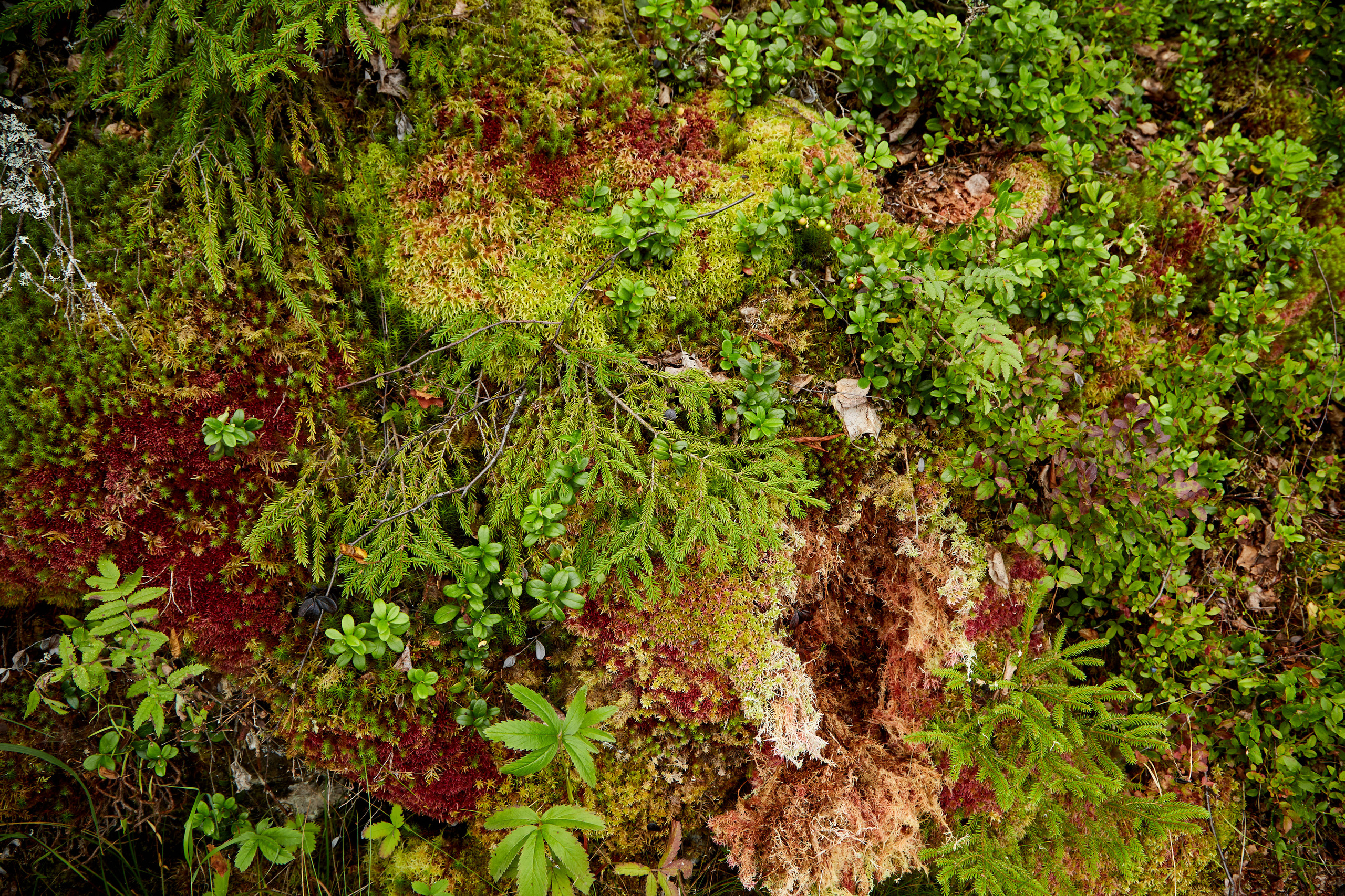 Карелия, золото и мрамор. Креативный фотограф в Москве