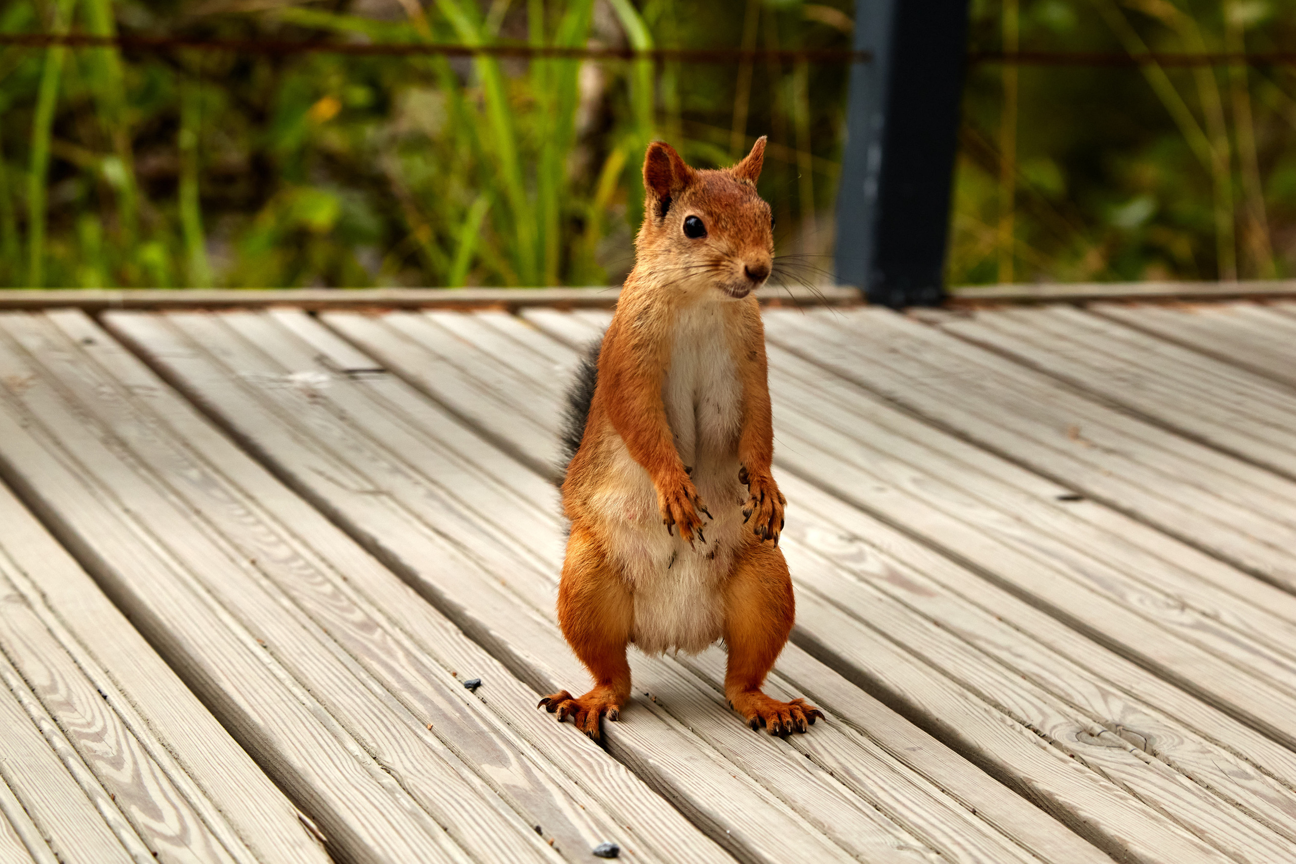 Карелия, золото и мрамор. Креативный фотограф в Москве