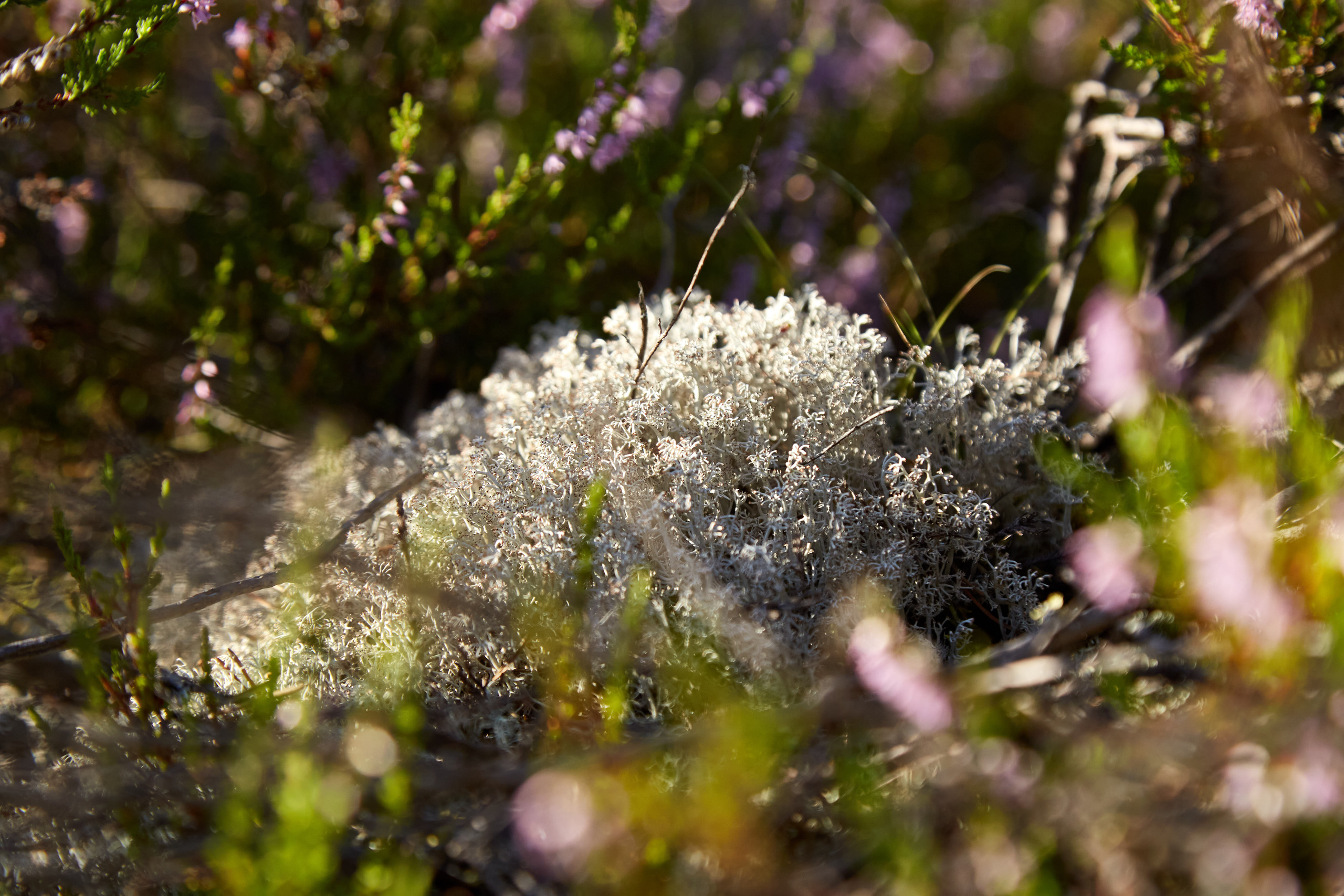Карелия, золото и мрамор. Креативный фотограф в Москве