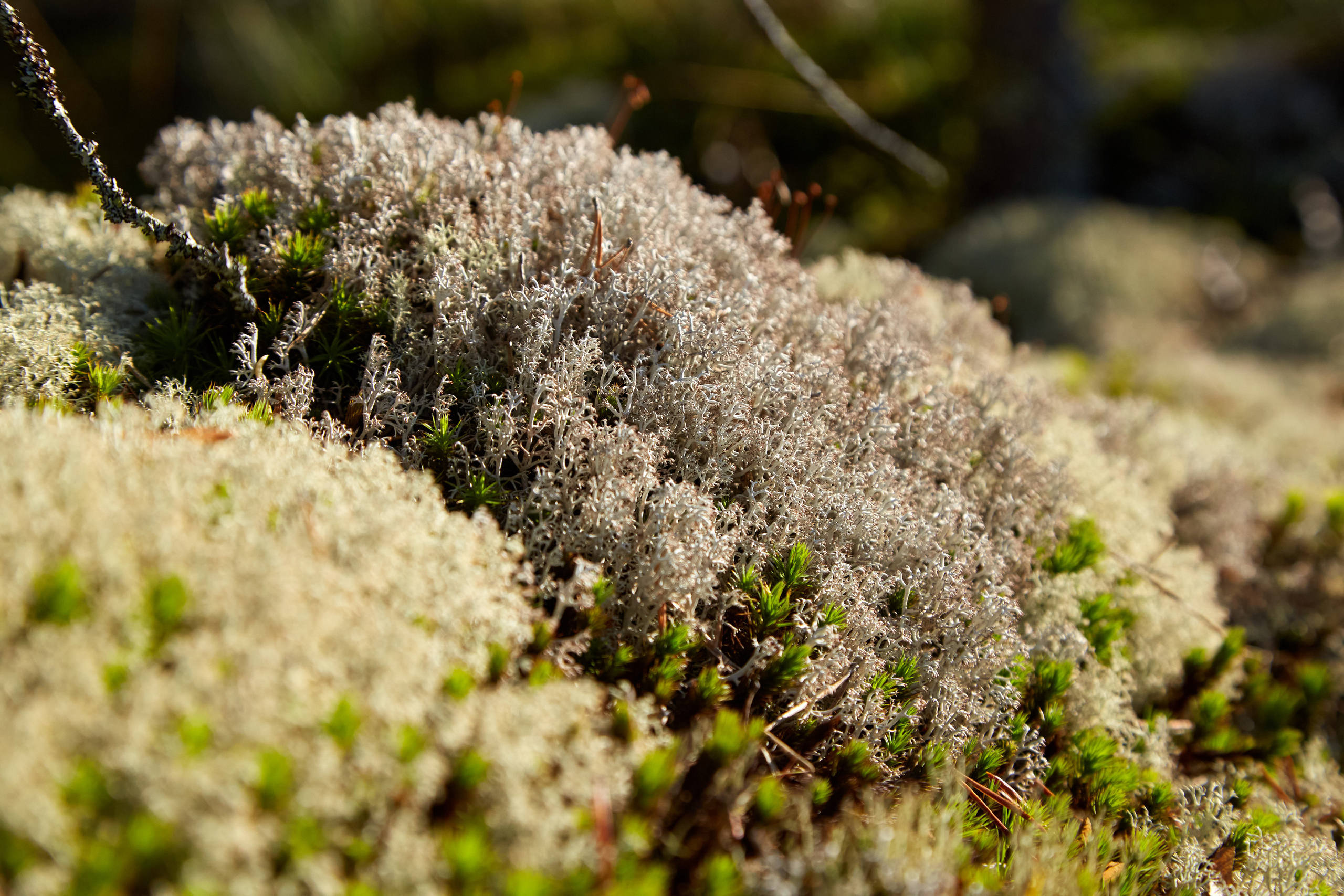 Карелия, золото и мрамор. Креативный фотограф в Москве