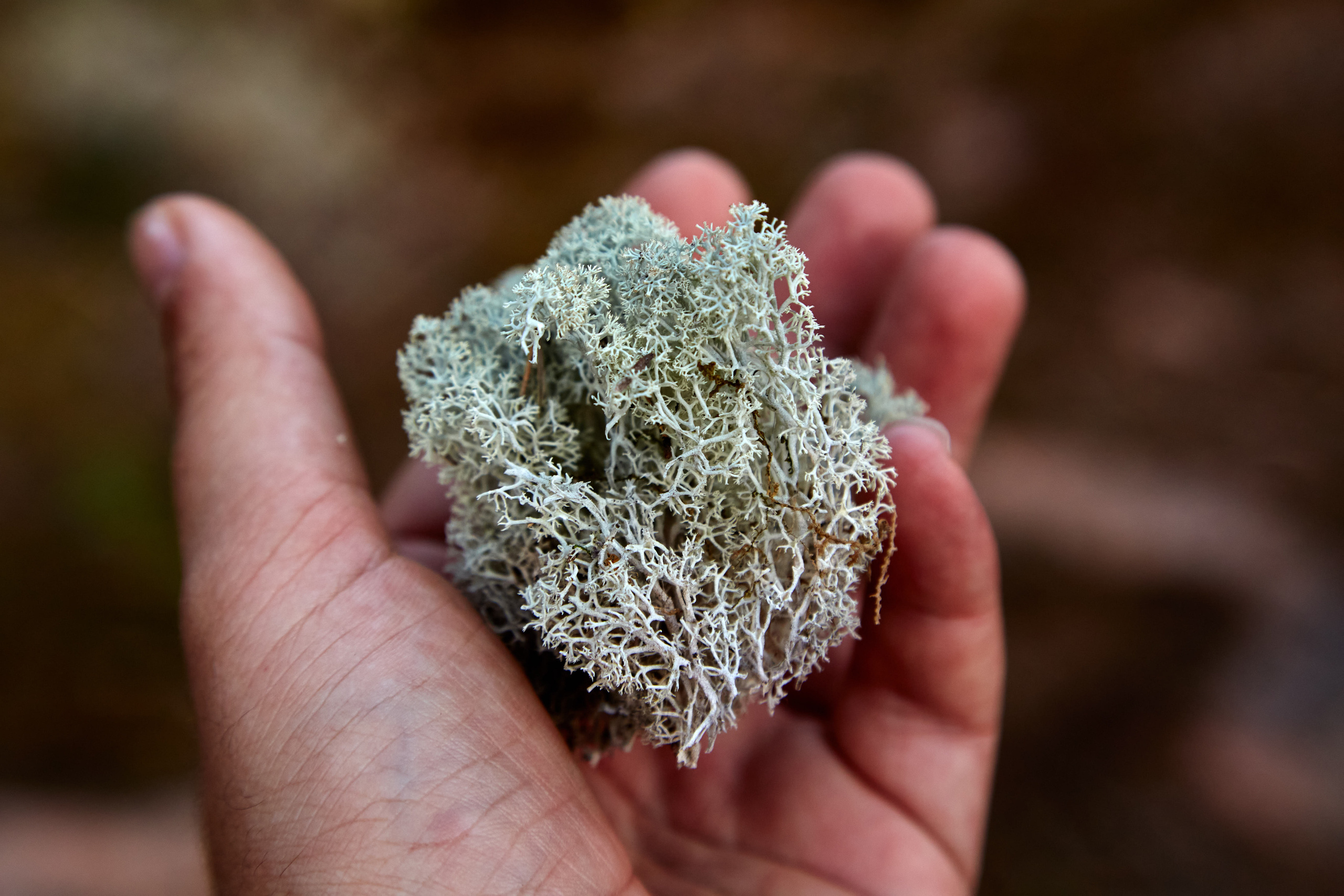 Карелия, золото и мрамор. Креативный фотограф в Москве