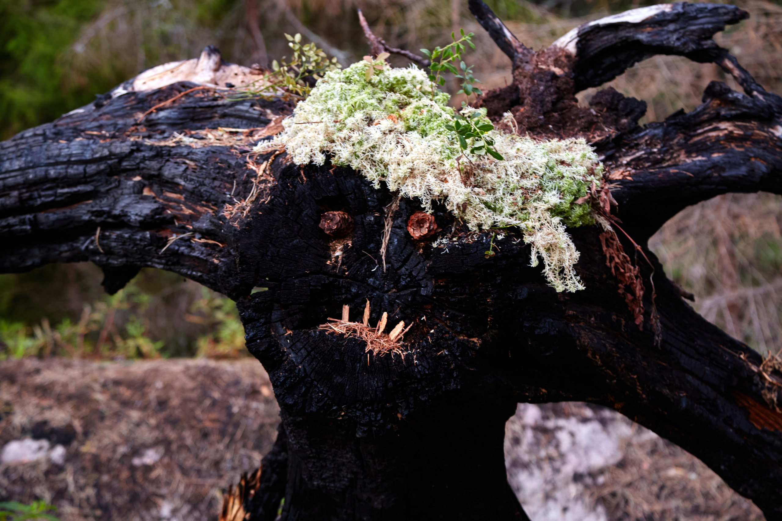 Карелия, золото и мрамор. Креативный фотограф в Москве