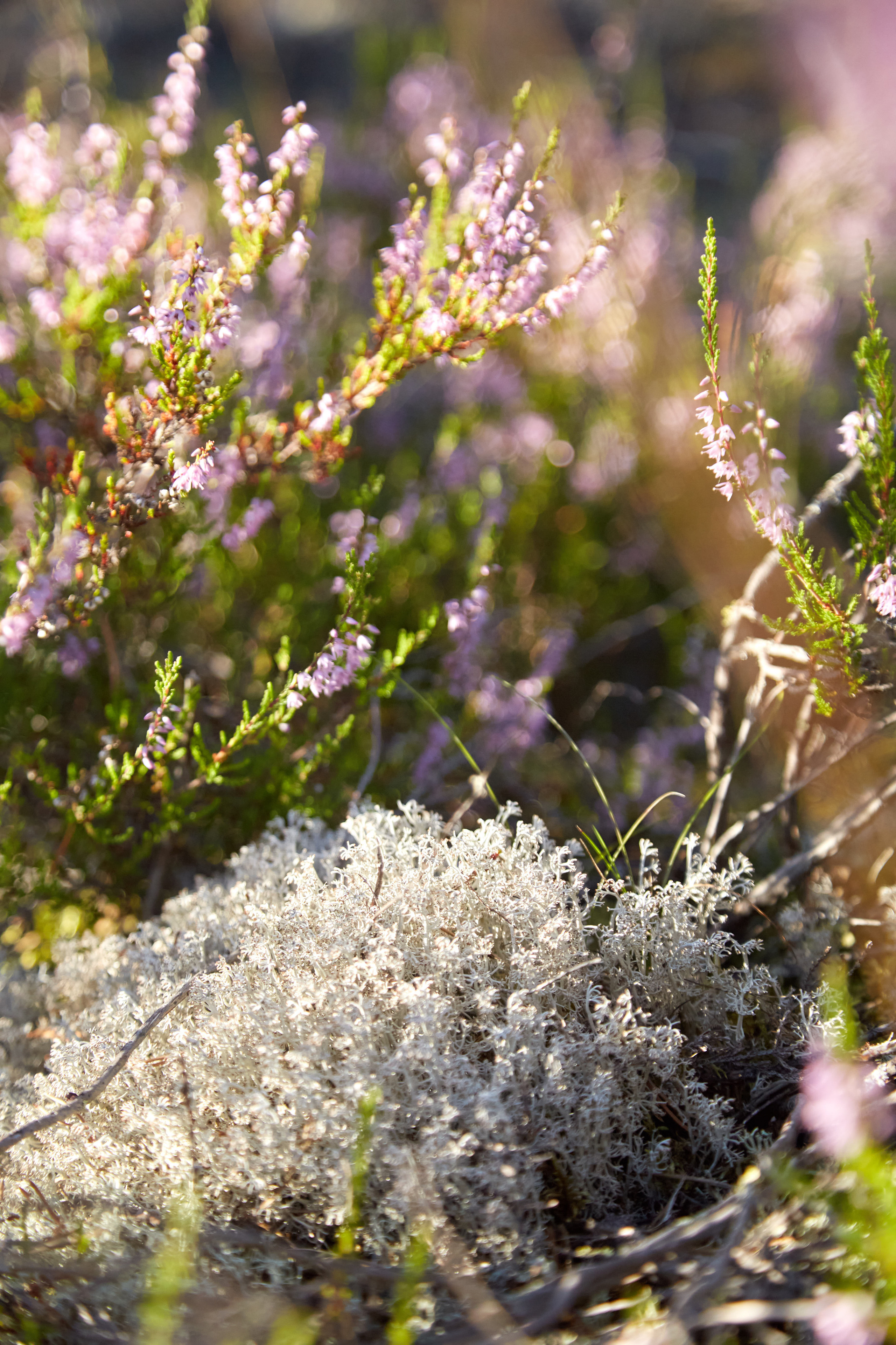 Карелия, золото и мрамор. Креативный фотограф в Москве