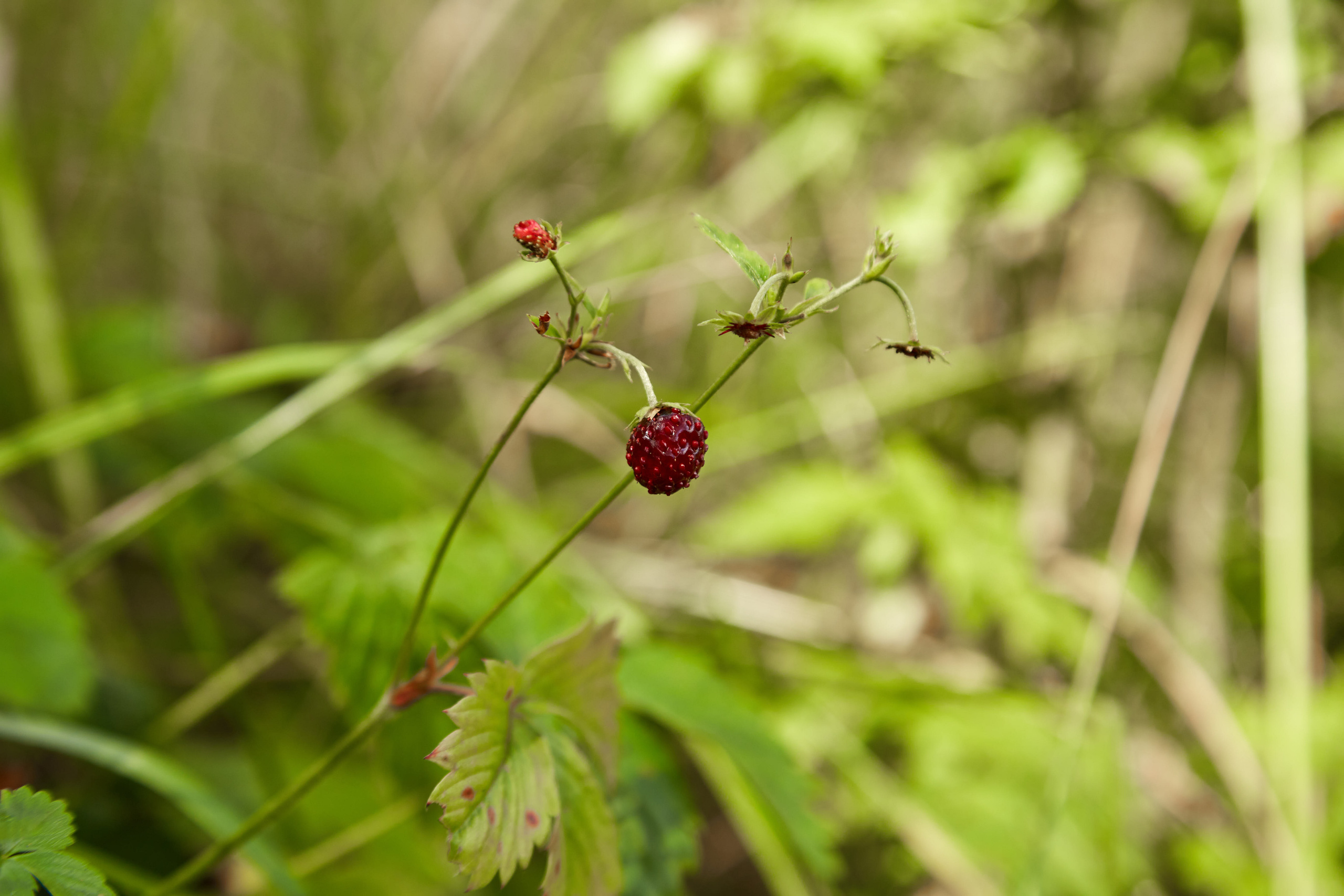 Карелия, золото и мрамор. Креативный фотограф в Москве