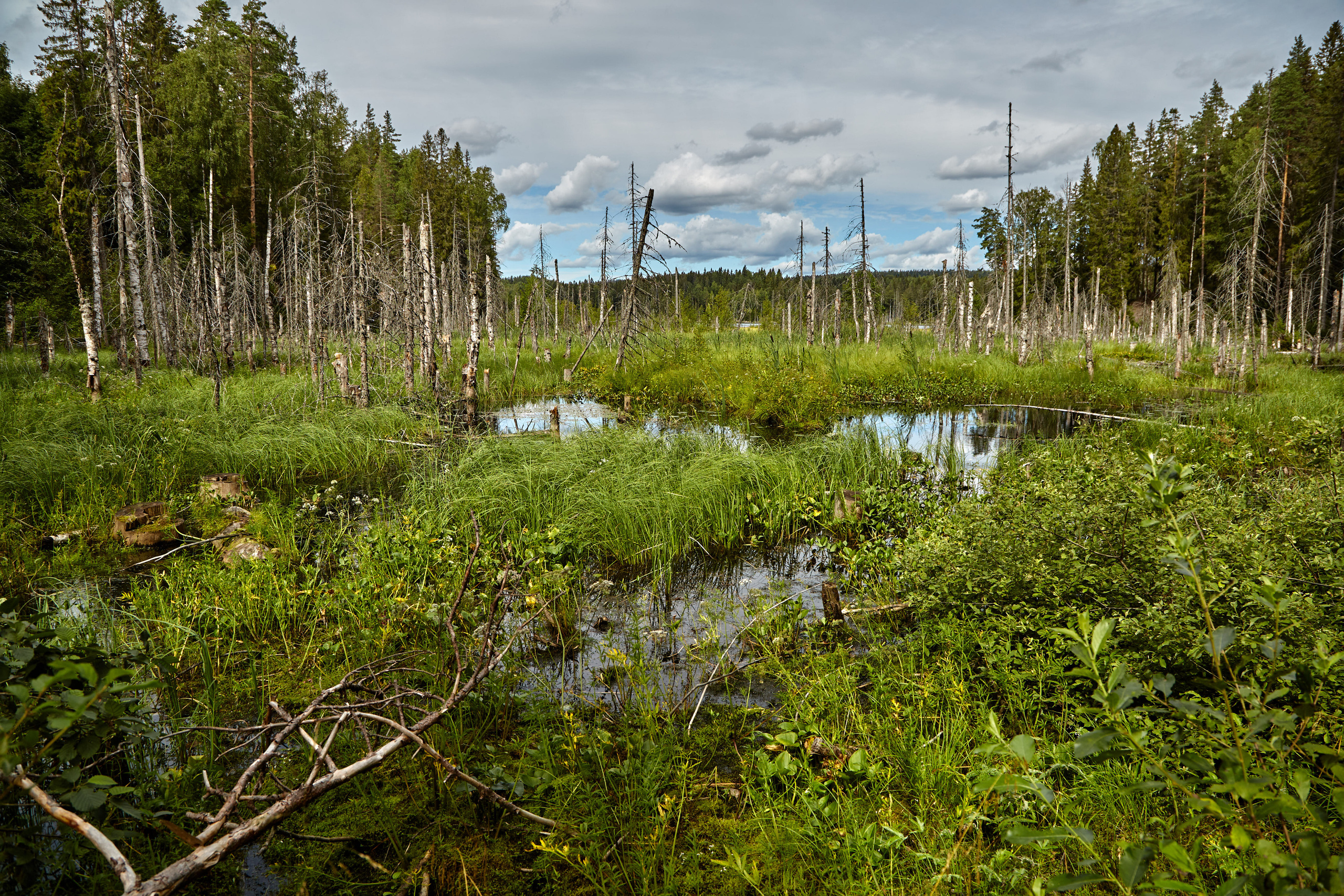 Карелия, золото и мрамор. Креативный фотограф в Москве