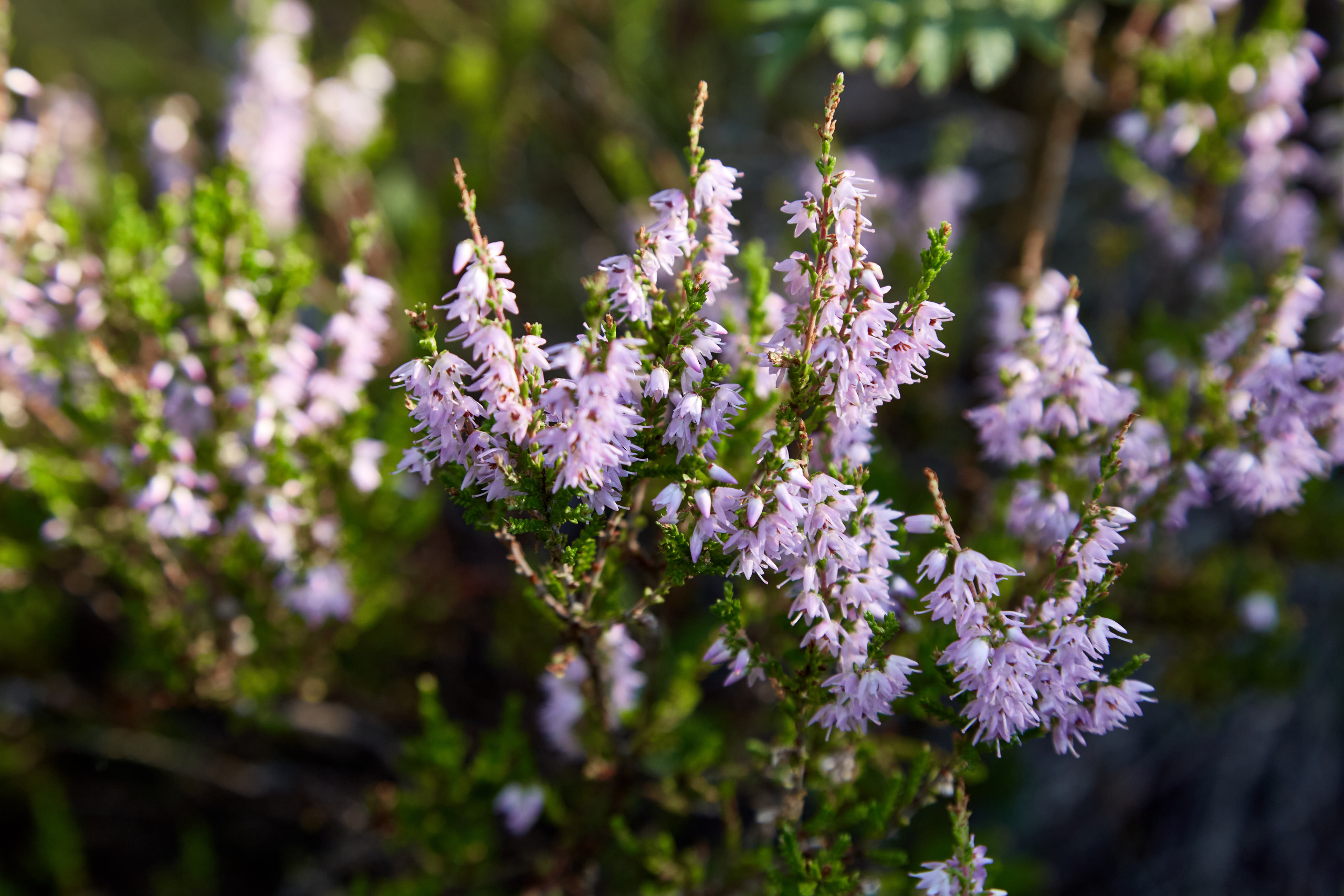 Карелия, золото и мрамор. Креативный фотограф в Москве