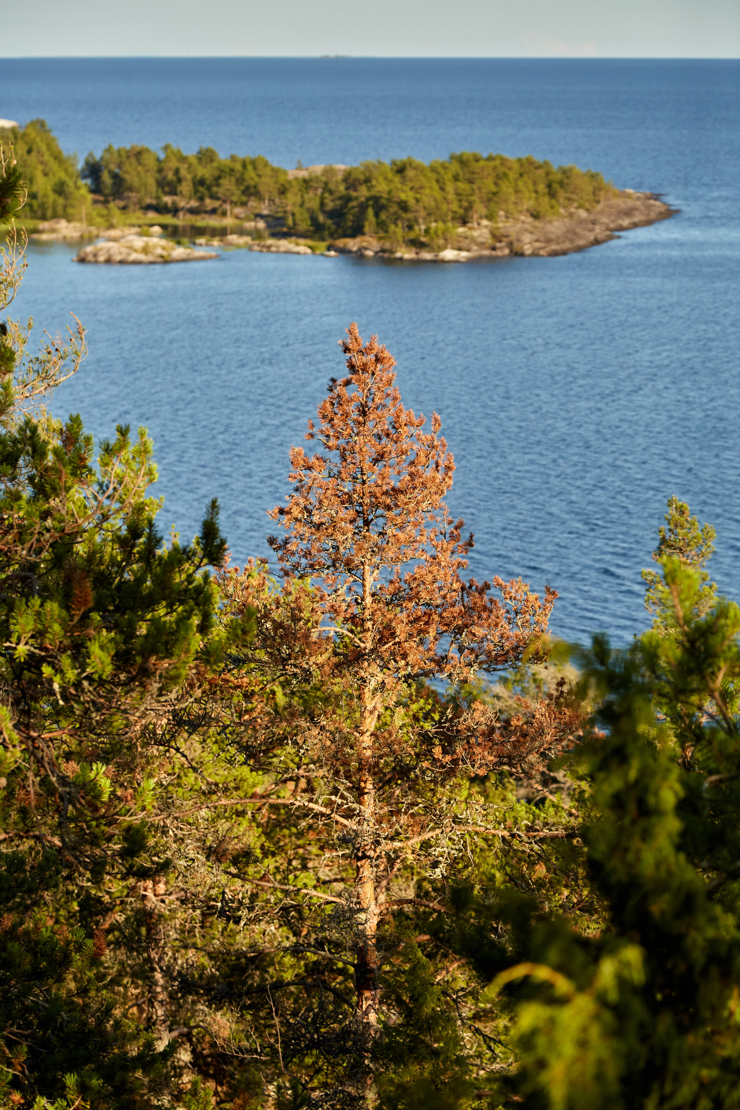 Карелия, золото и мрамор. Креативный фотограф в Москве
