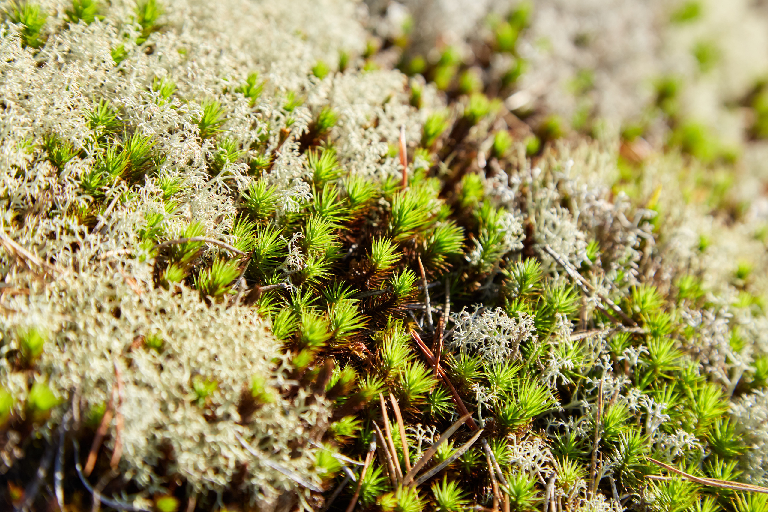 Карелия, золото и мрамор. Креативный фотограф в Москве