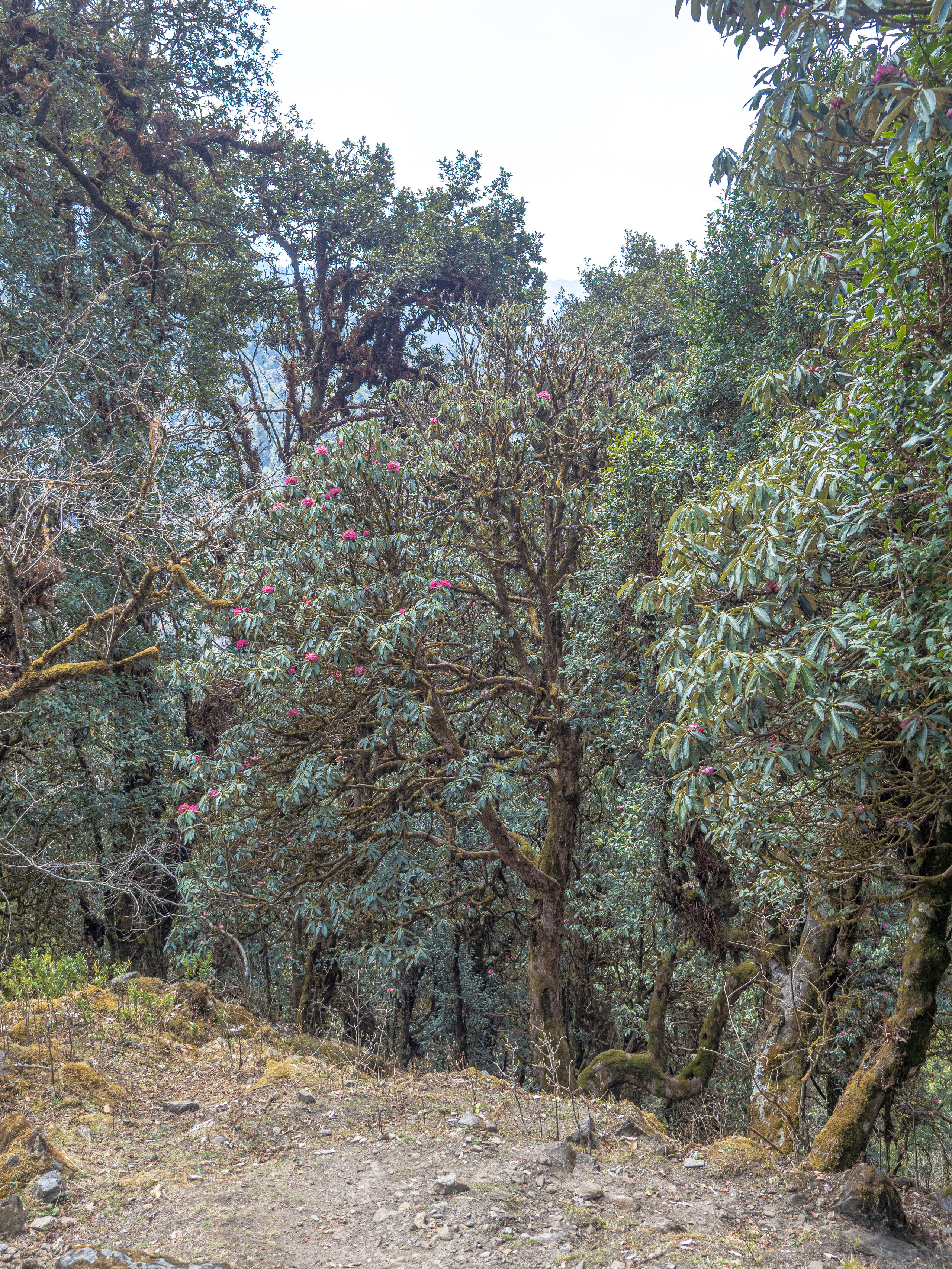 Непал, трек в районе Аннапурны, 2023. Творческие сьемки