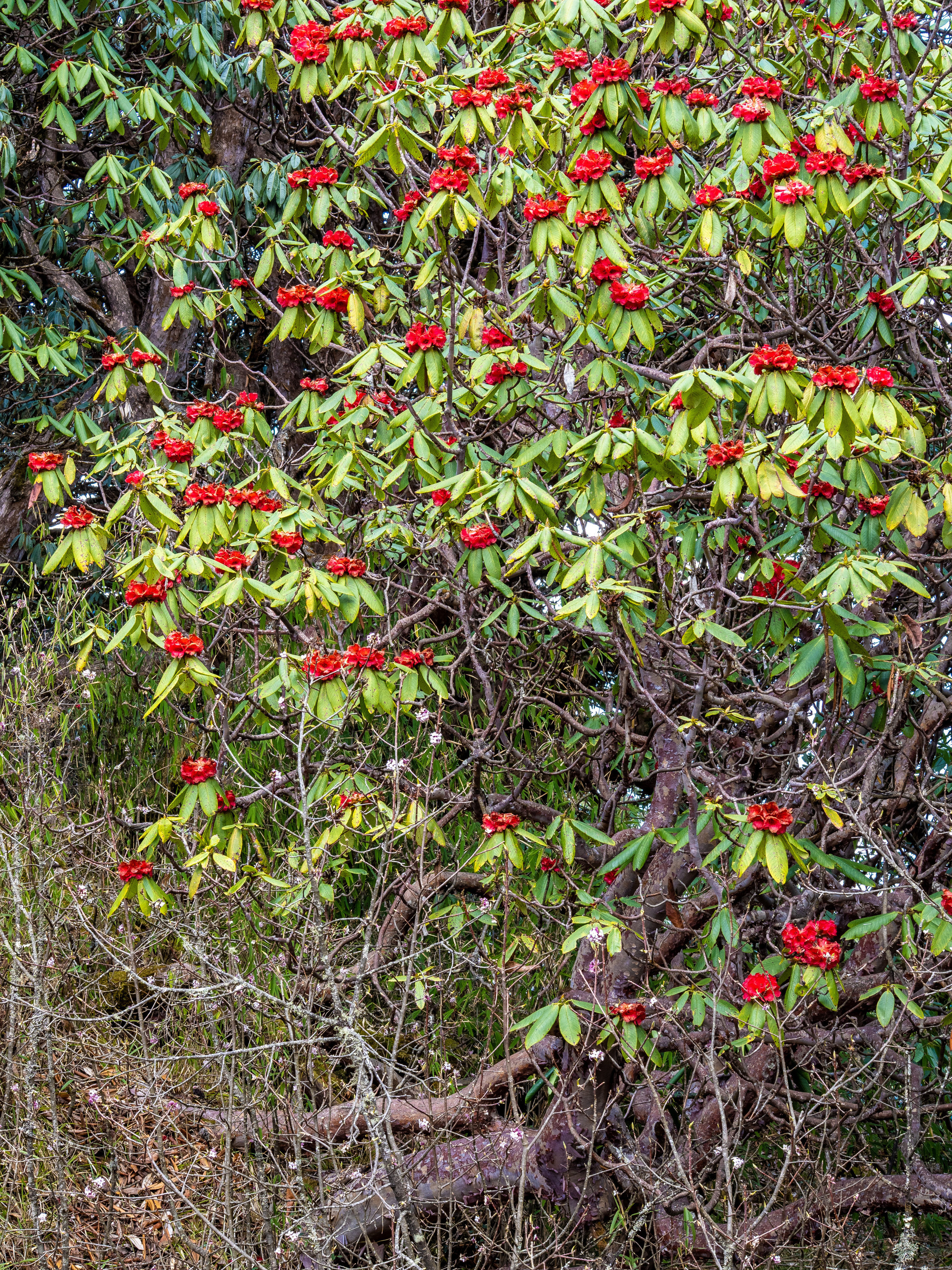 Непал, трек в районе Аннапурны, 2023. Творческие сьемки