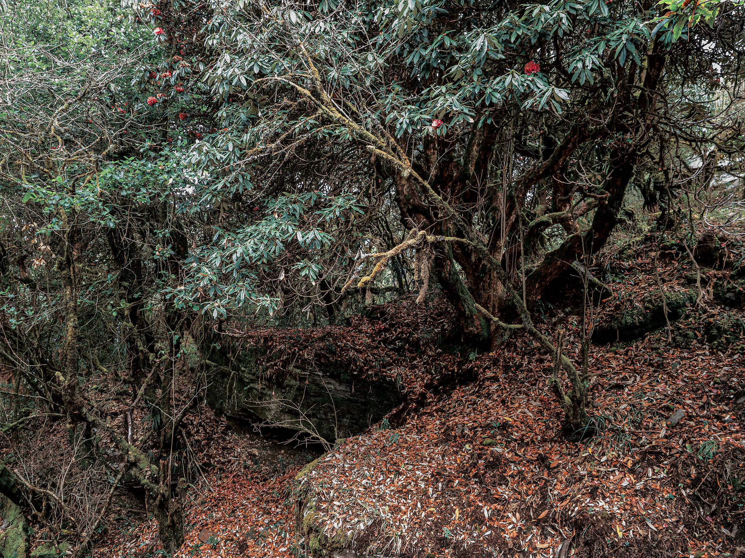 Непал, трек в районе Аннапурны, 2023. Творческие сьемки