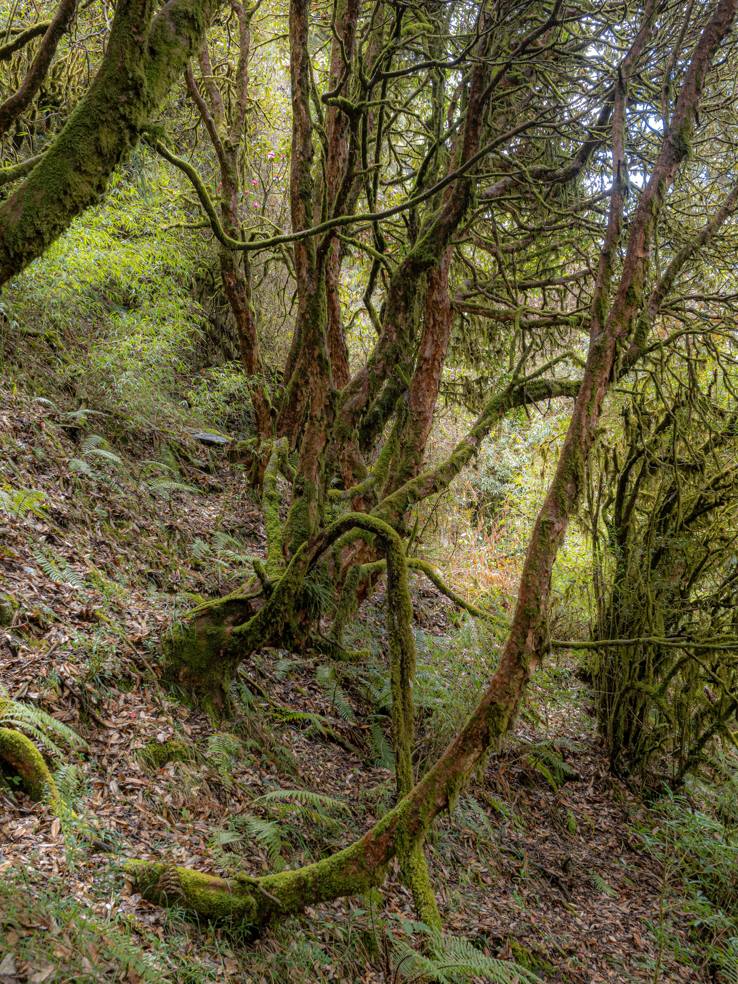 Непал, трек в районе Аннапурны, 2023. Творческие сьемки