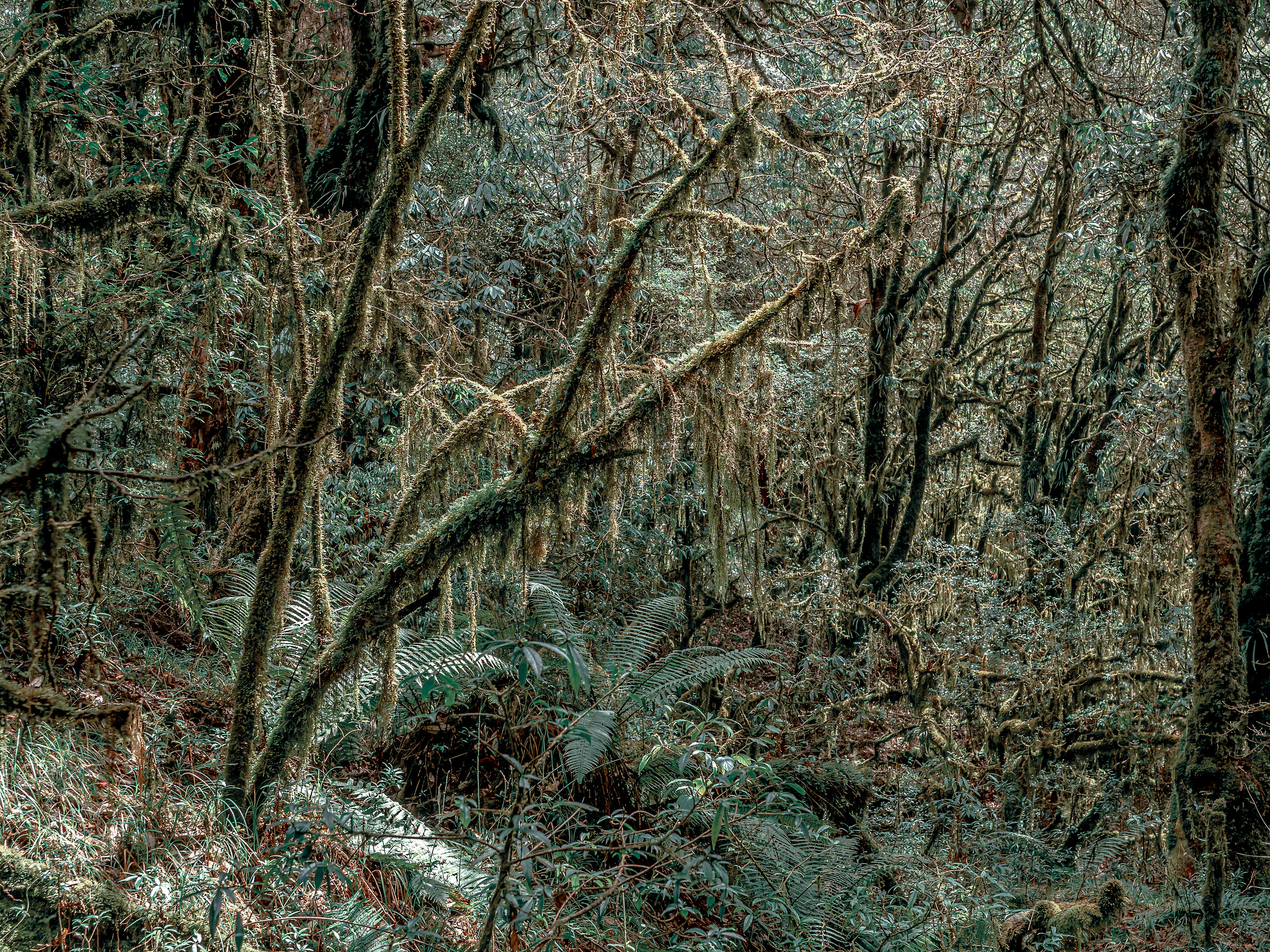 Непал, трек в районе Аннапурны, 2023. Творческие сьемки