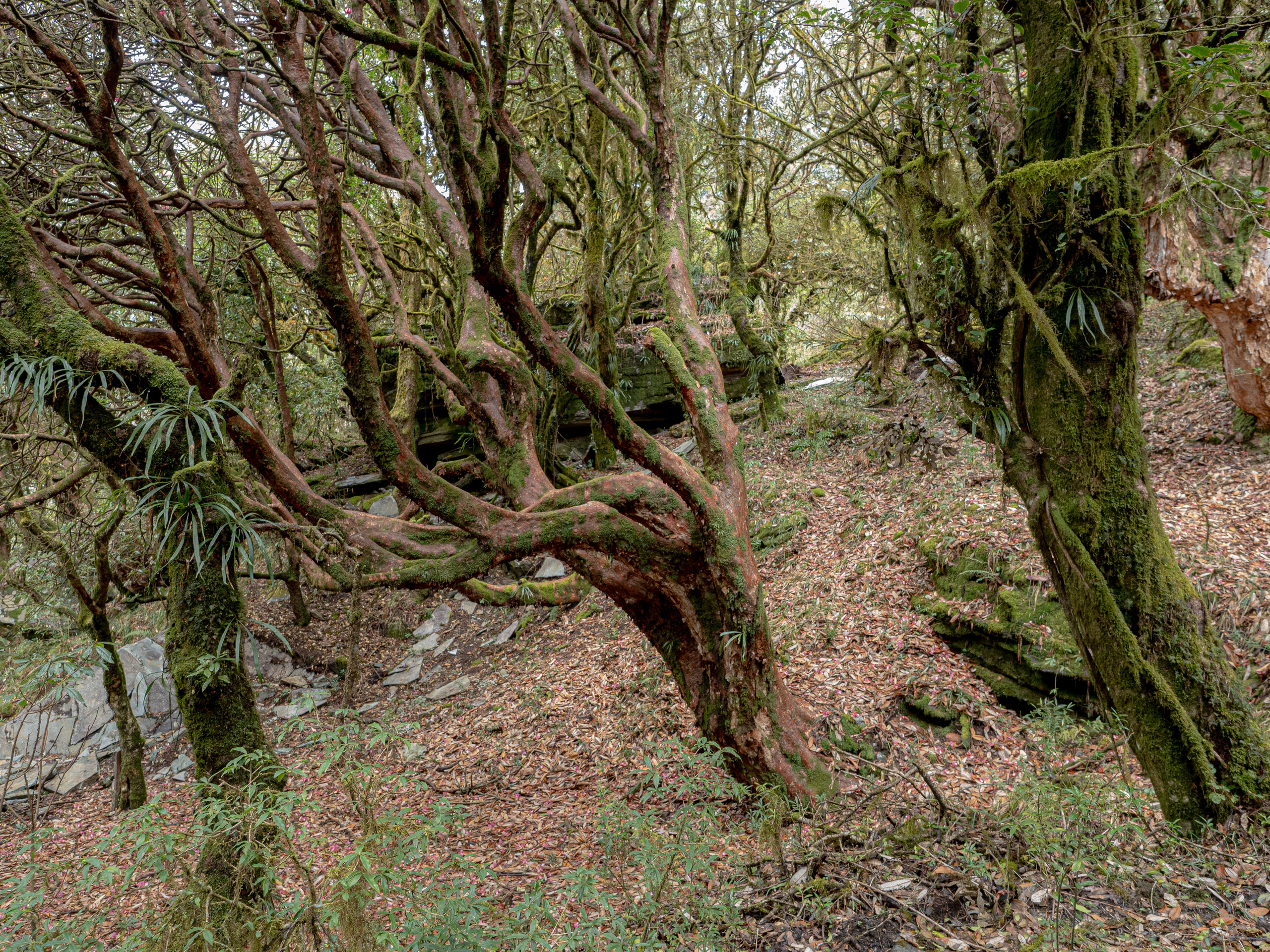 Непал, трек в районе Аннапурны, 2023. Творческие сьемки