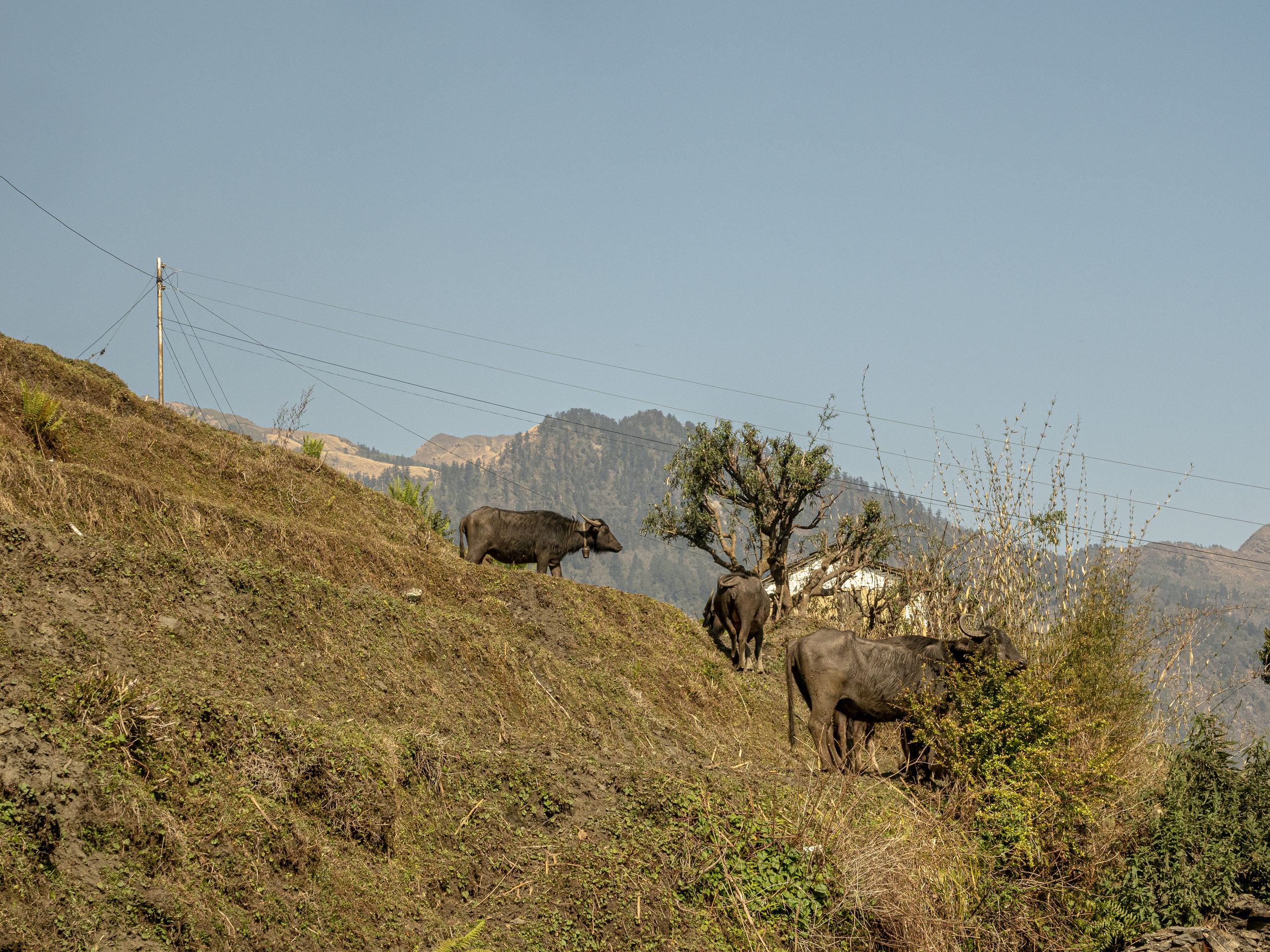 Непал, трек в районе Аннапурны, 2023. Творческие сьемки