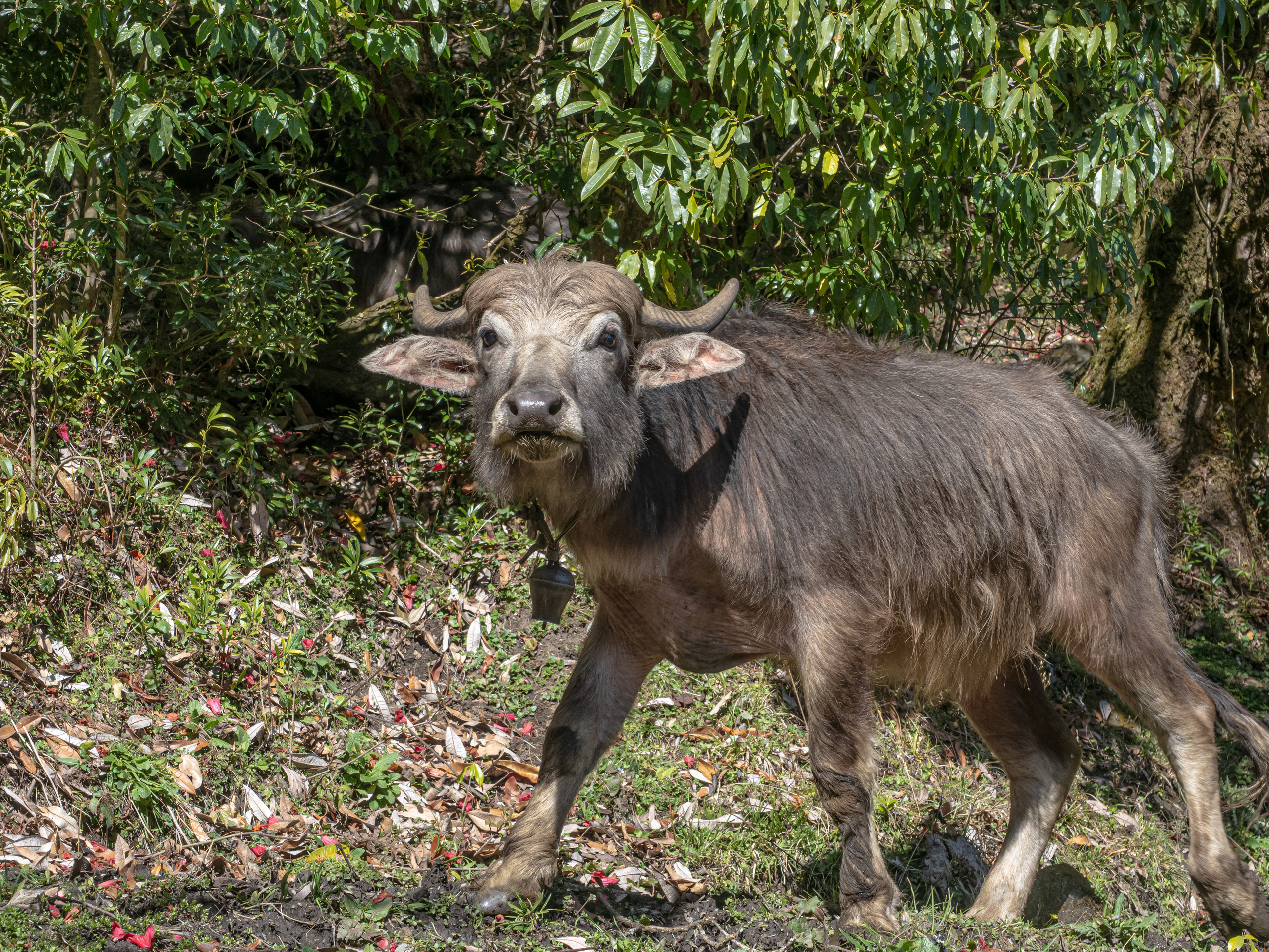 Непал, трек в районе Аннапурны, 2023. Творческие сьемки