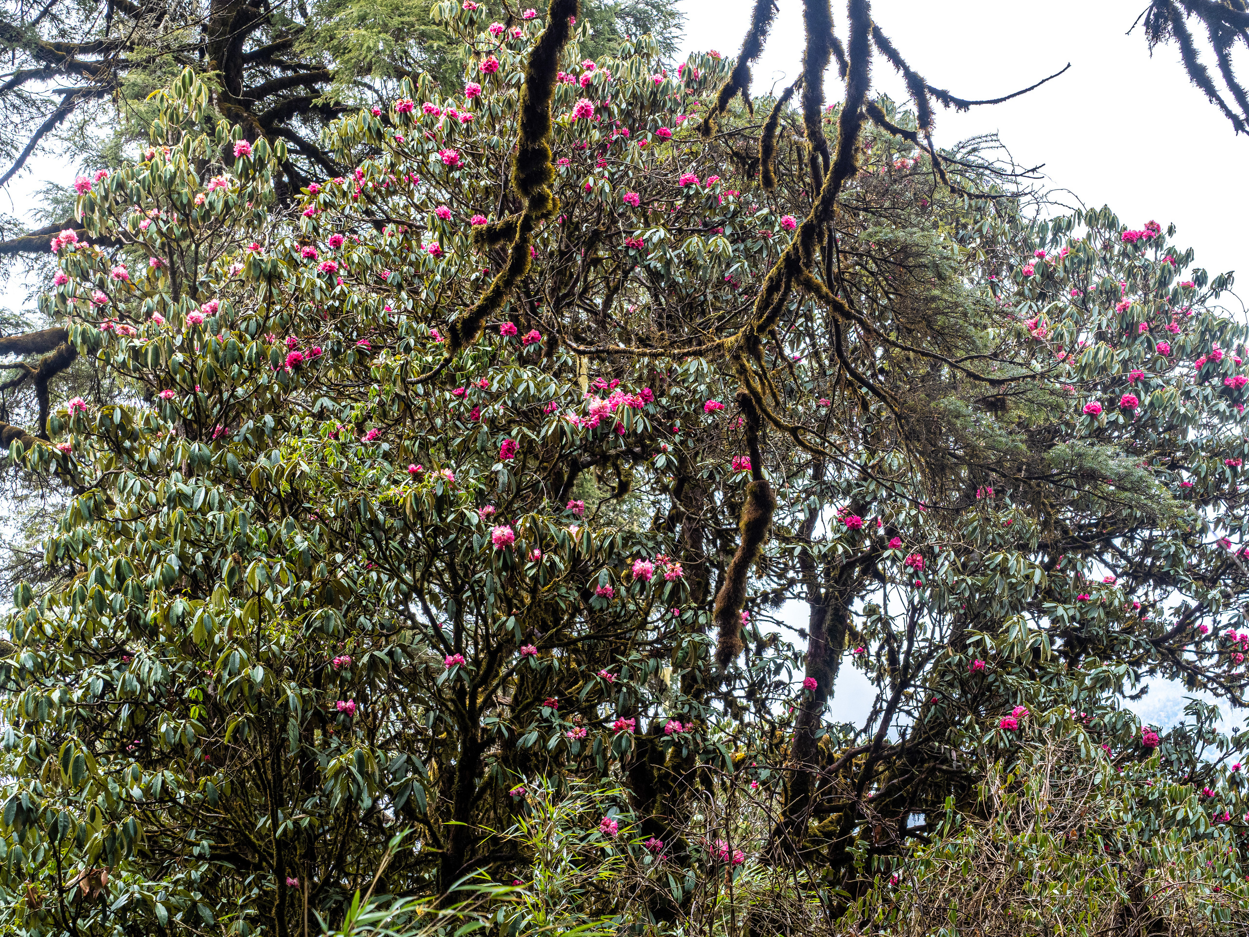 Непал, трек в районе Аннапурны, 2023. Творческие сьемки