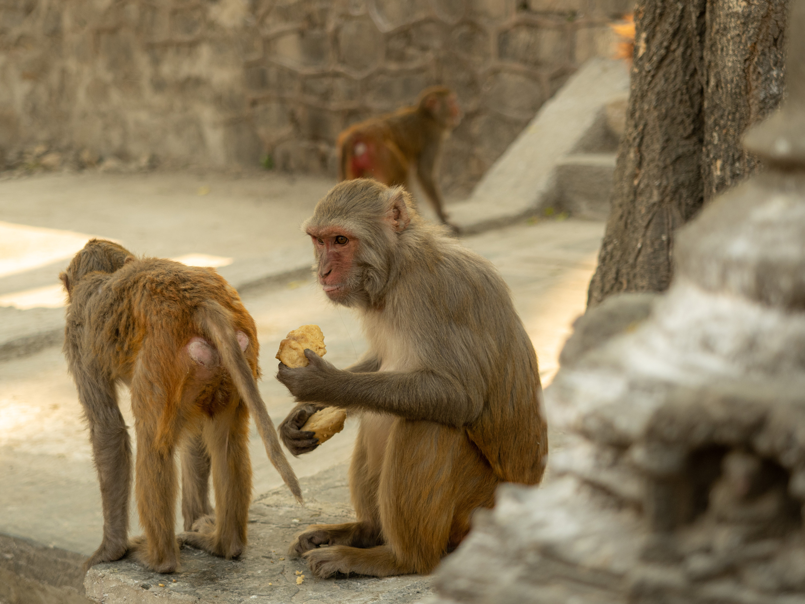 Непал, трек в районе Аннапурны, 2023. Творческие сьемки