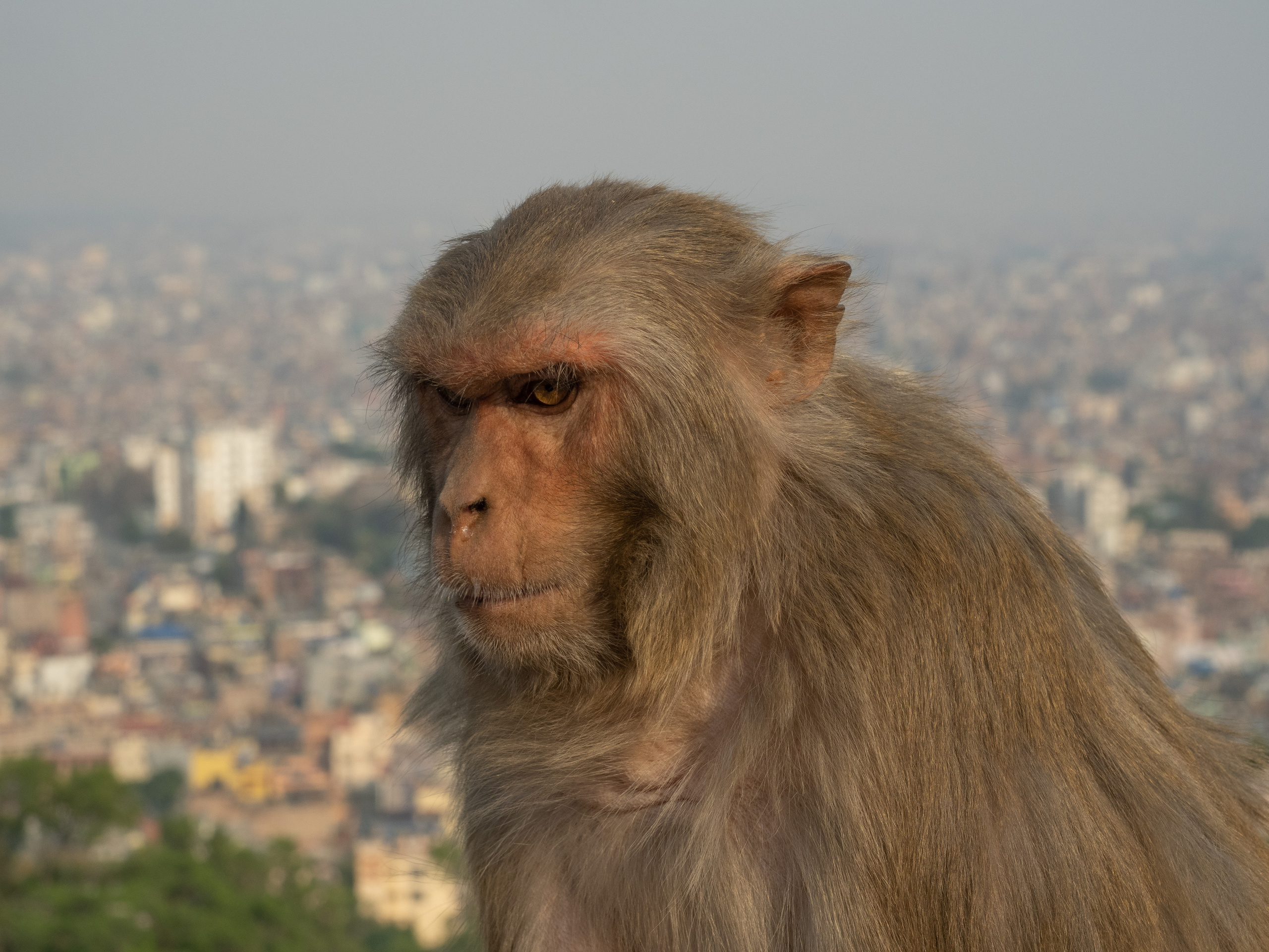 Непал, трек в районе Аннапурны, 2023. Творческие сьемки