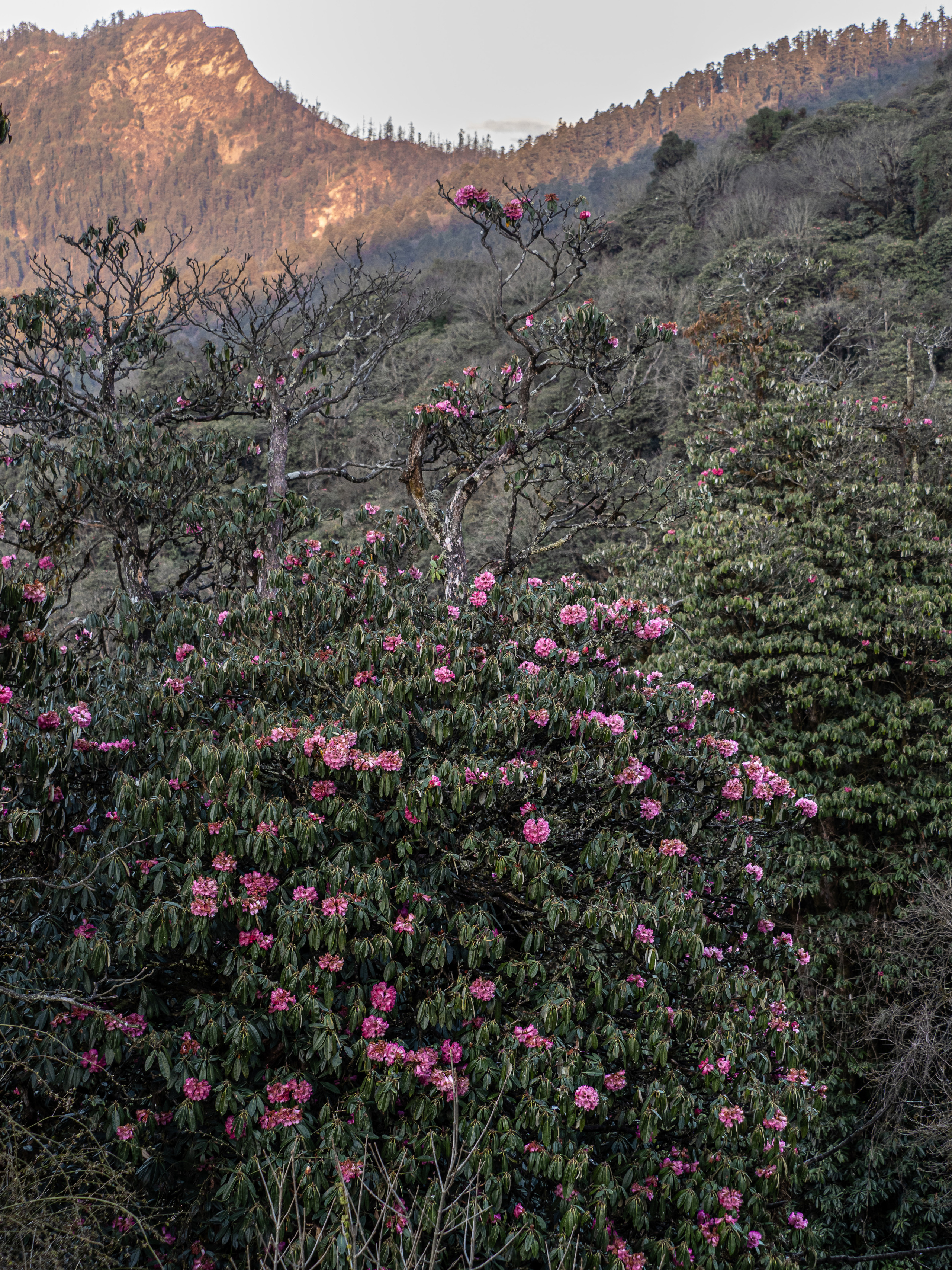 Непал, трек в районе Аннапурны, 2023. Творческие сьемки