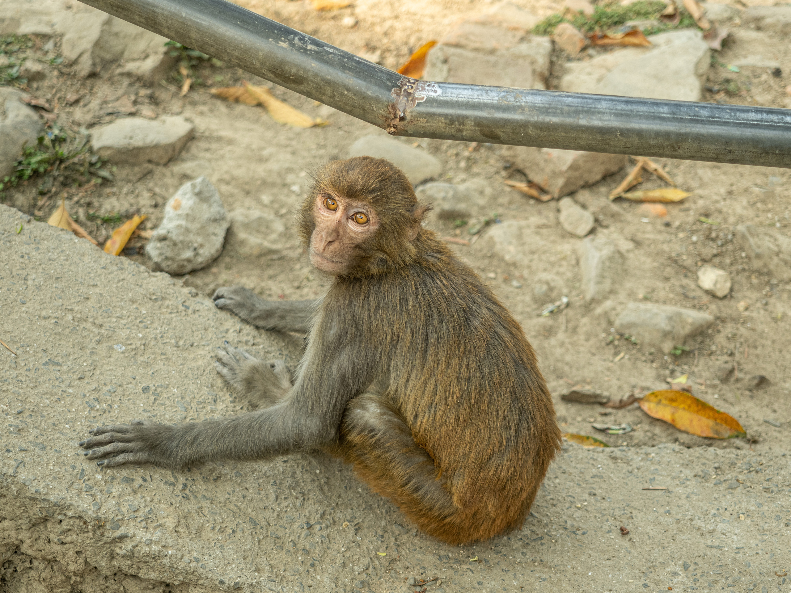 Непал, трек в районе Аннапурны, 2023. Творческие сьемки