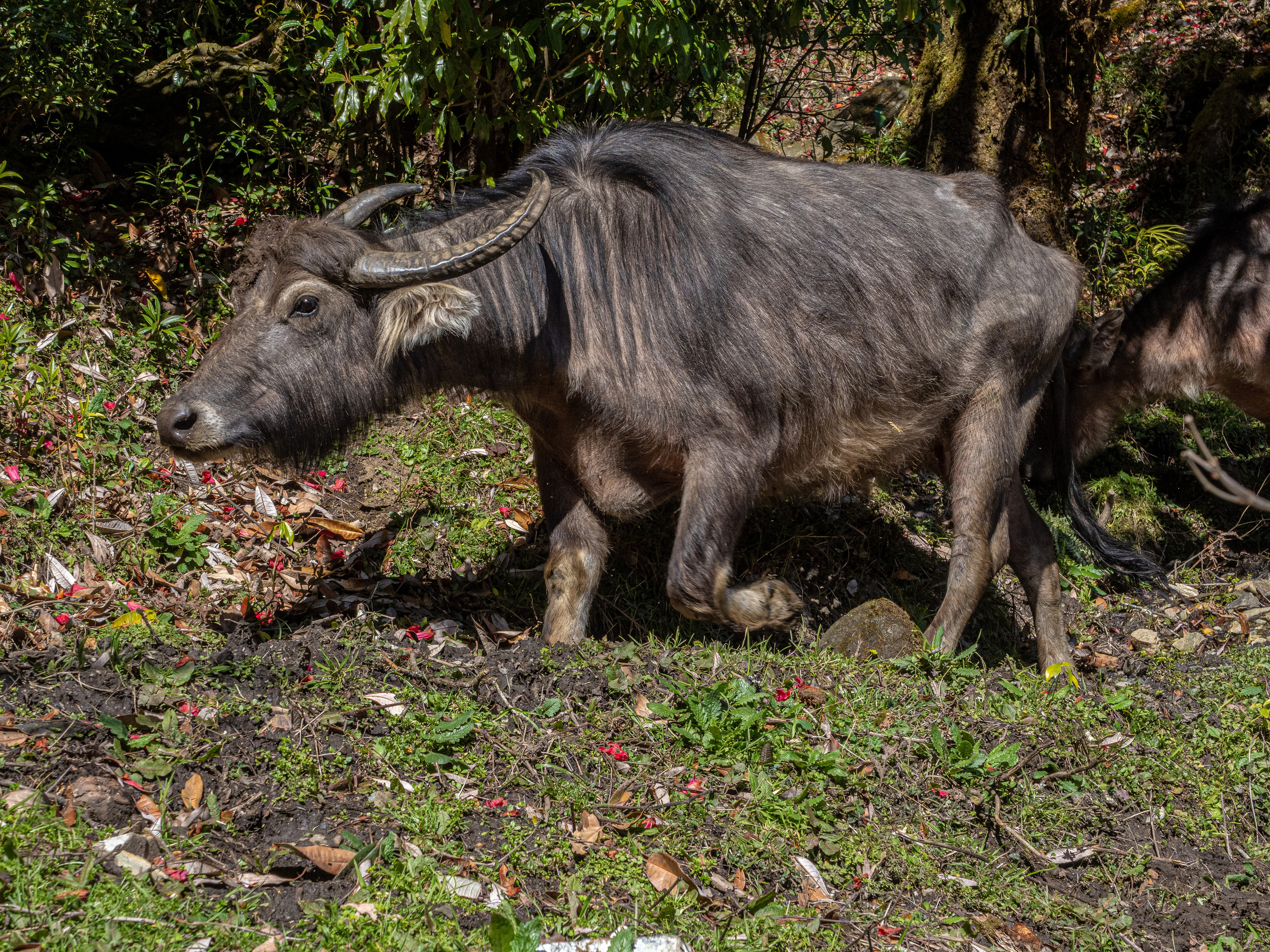 Непал, трек в районе Аннапурны, 2023. Творческие сьемки