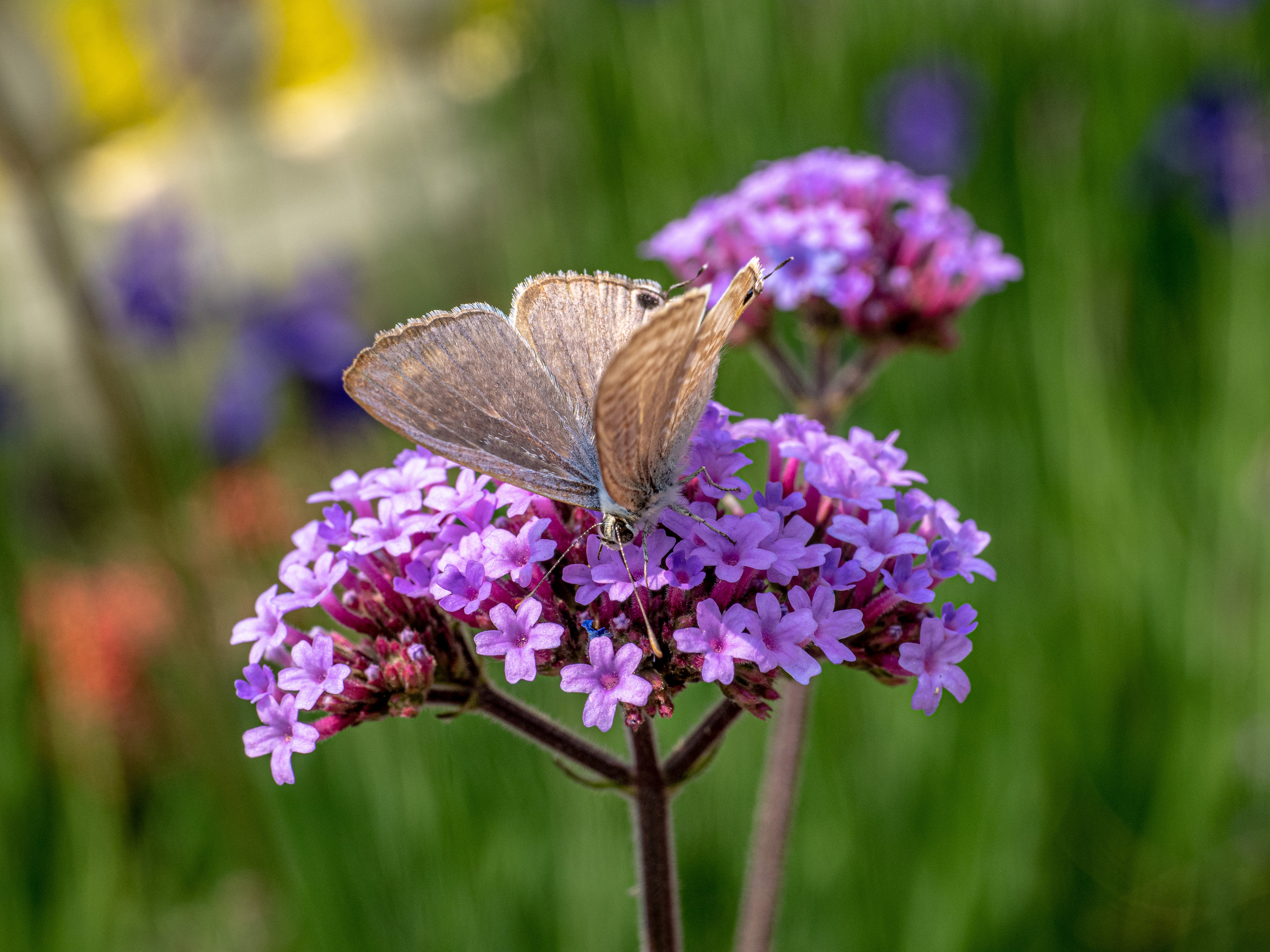 Непал, трек в районе Аннапурны, 2023. Творческие сьемки