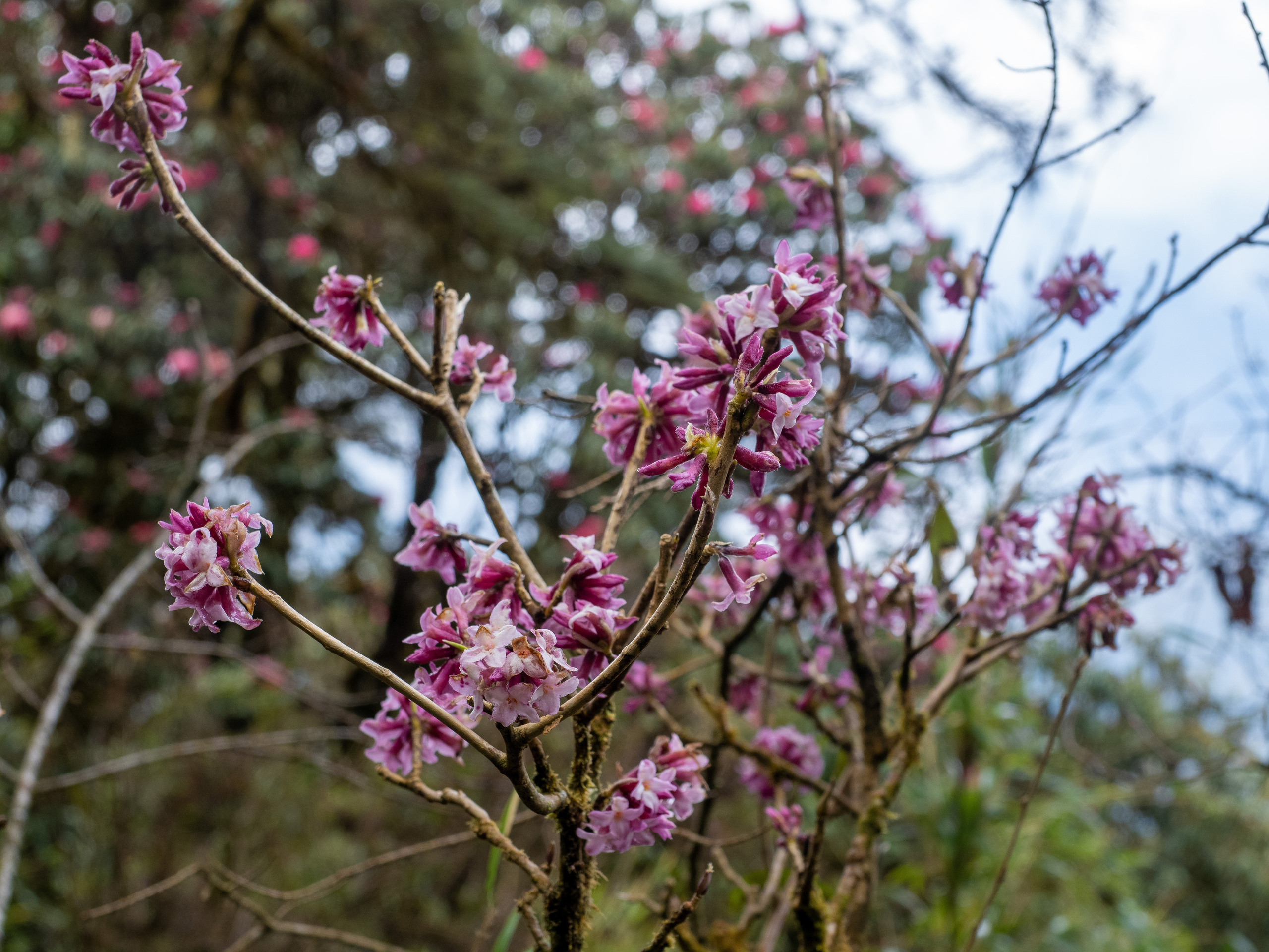 Непал, трек в районе Аннапурны, 2023. Творческие сьемки