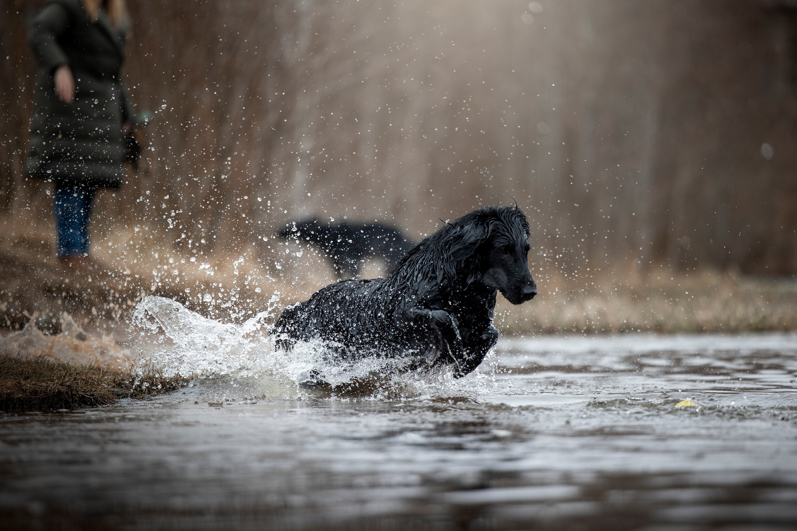 Ора, Ева, Рози и их семья. Фотограф — Анималист | Санкт-Петербург
