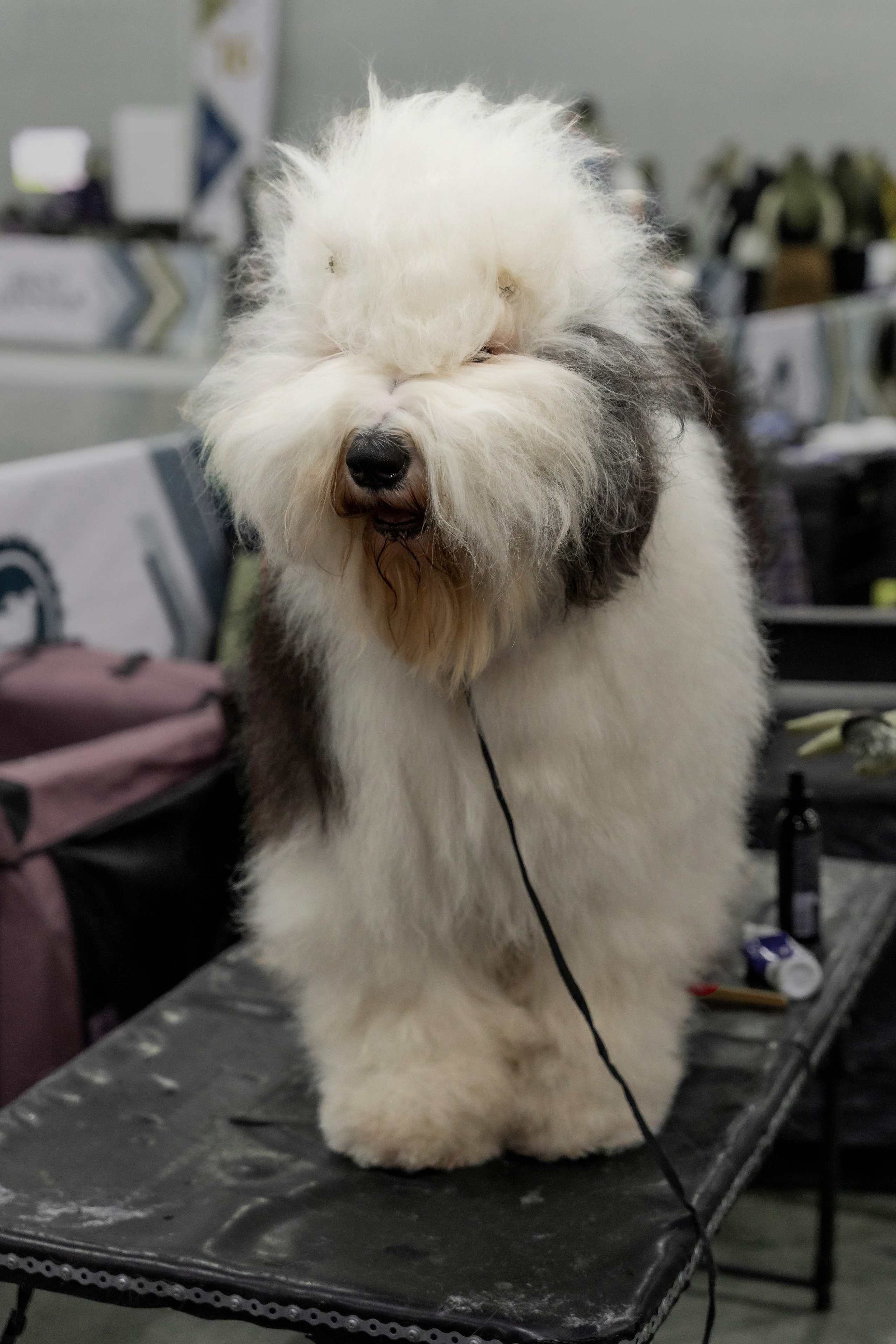 Животные. Фото, видео, монтаж