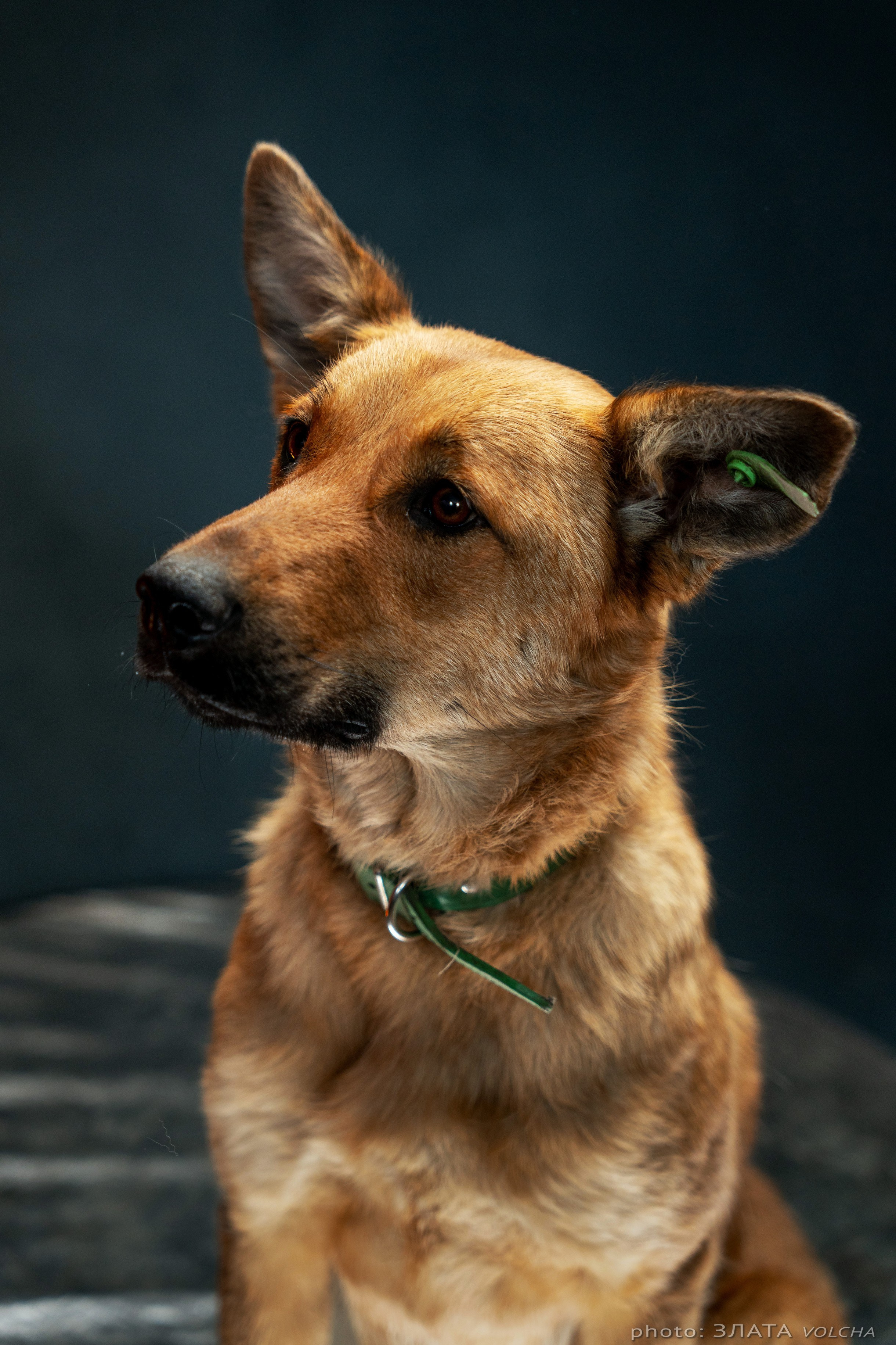 Собаки в студии. Фото, видео, монтаж