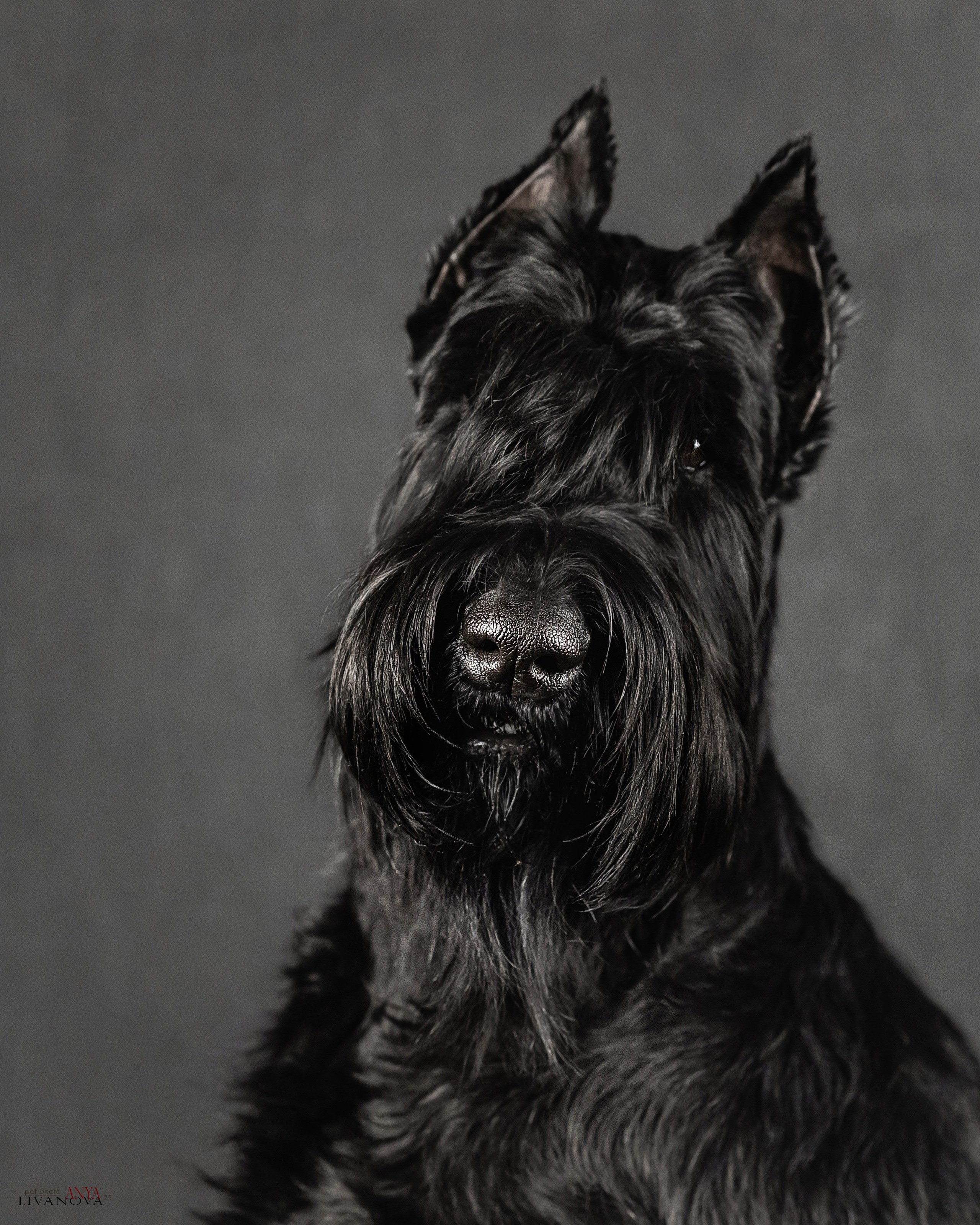 Берта. Фотограф анималист Аня Ливанова | Рыбинск