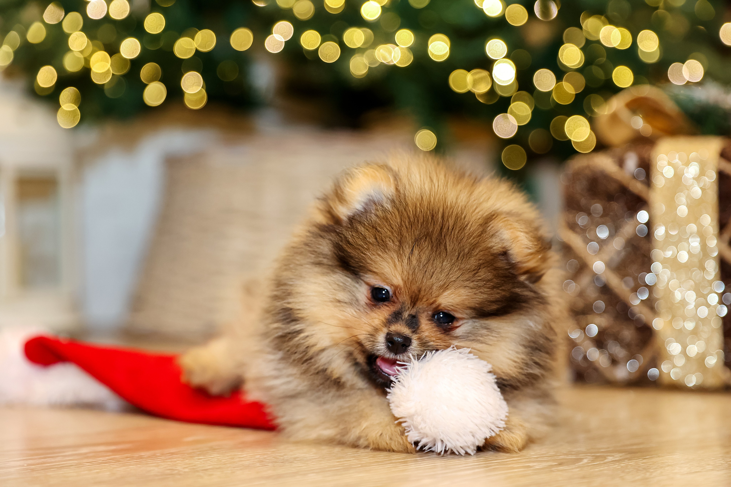 Съемка щенков шпица. Фотограф — Татьяна Кириллова, г. Санкт-Петербург