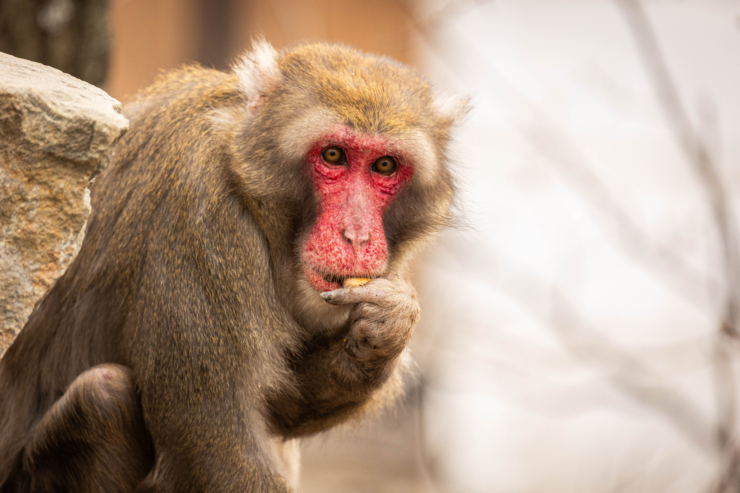 Парк Малинки 2026. Фотограф-АниМалист Анна Абрамова