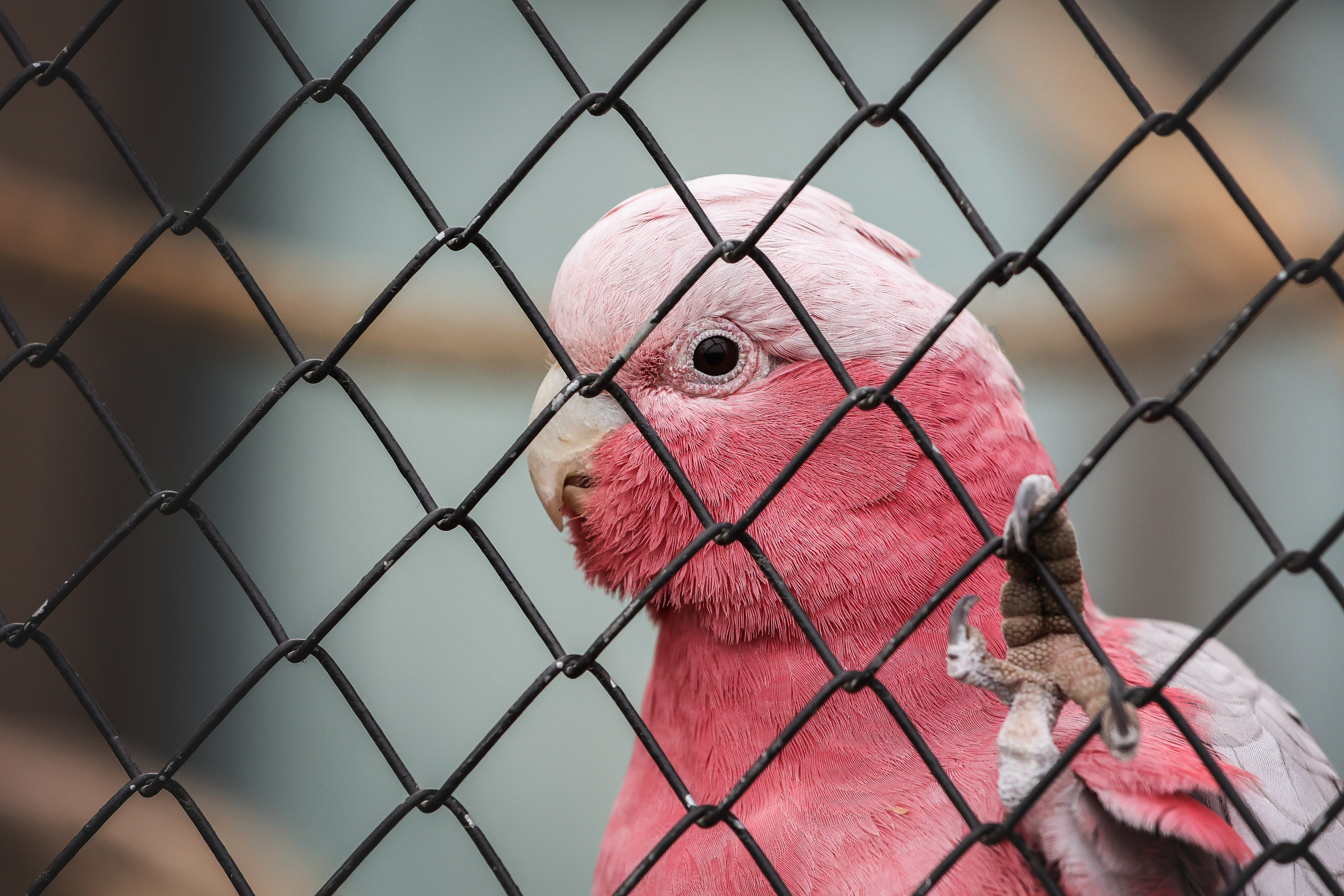 Зоопарк Малинки. Фотограф-АниМалист Анна Абрамова