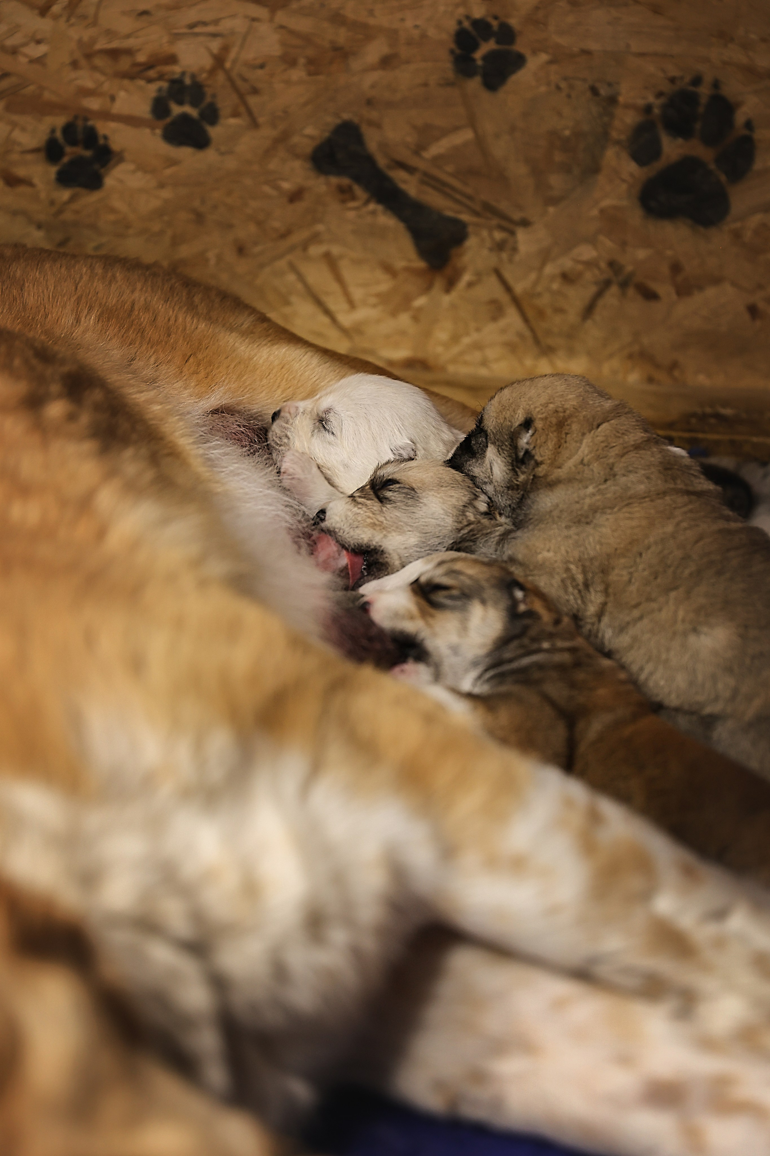 ФОТОССЕСИЯ ЩЕНКОВ. Фотограф-АниМалист Анна Абрамова