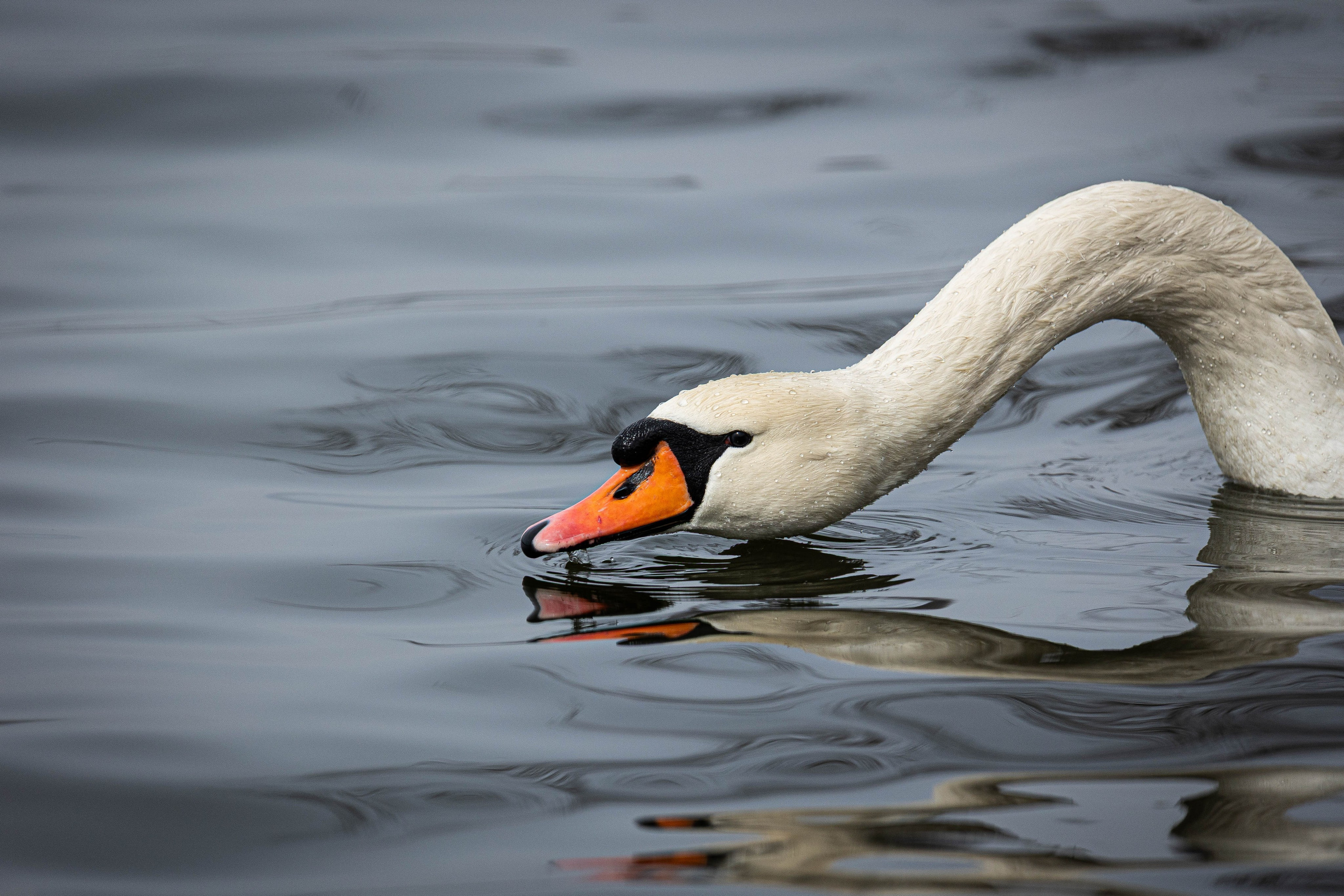 Парк Малинки 2026. Фотограф-АниМалист Анна Абрамова