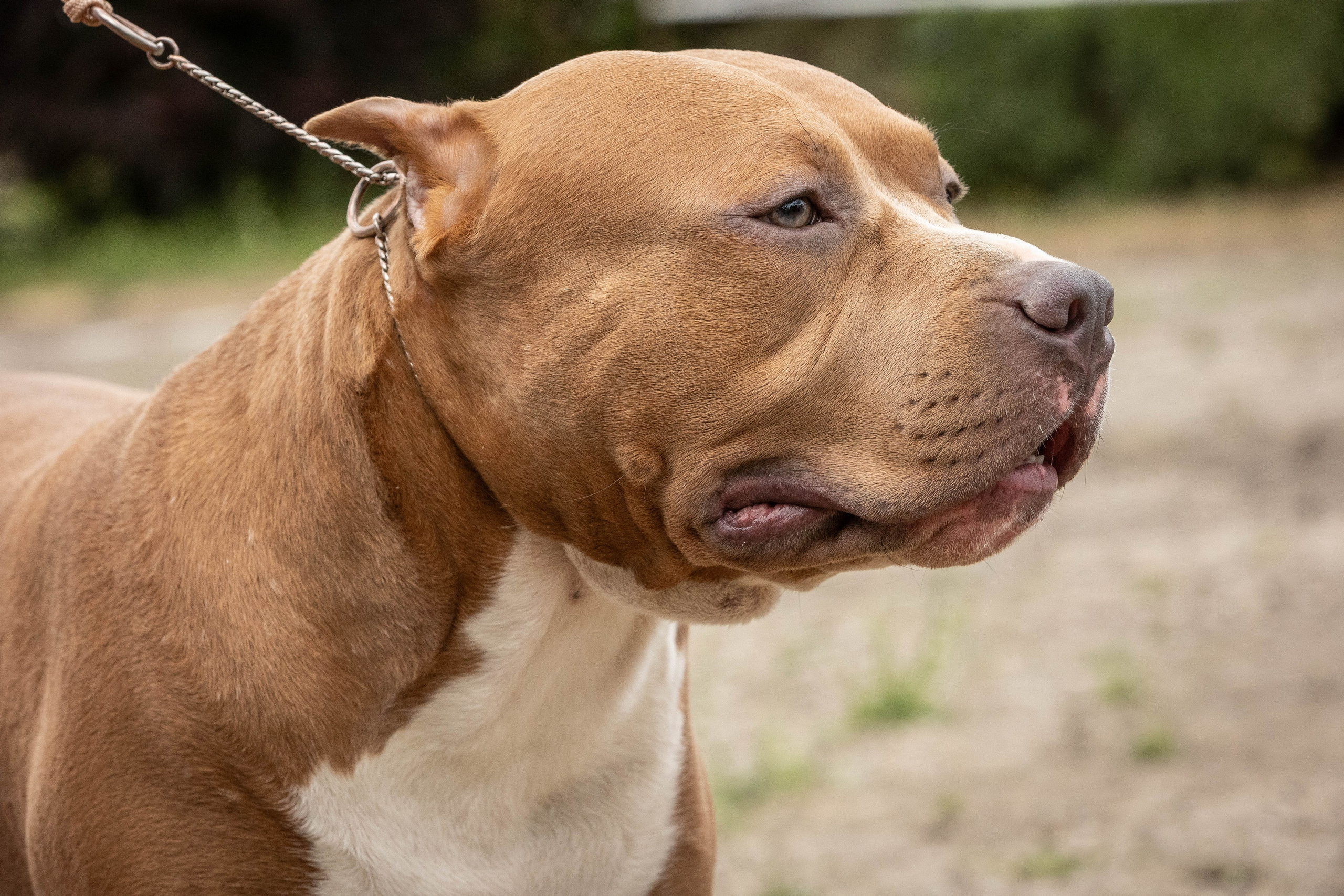 Репортаж (фото с выставок). Фотограф-АниМалист Анна Абрамова