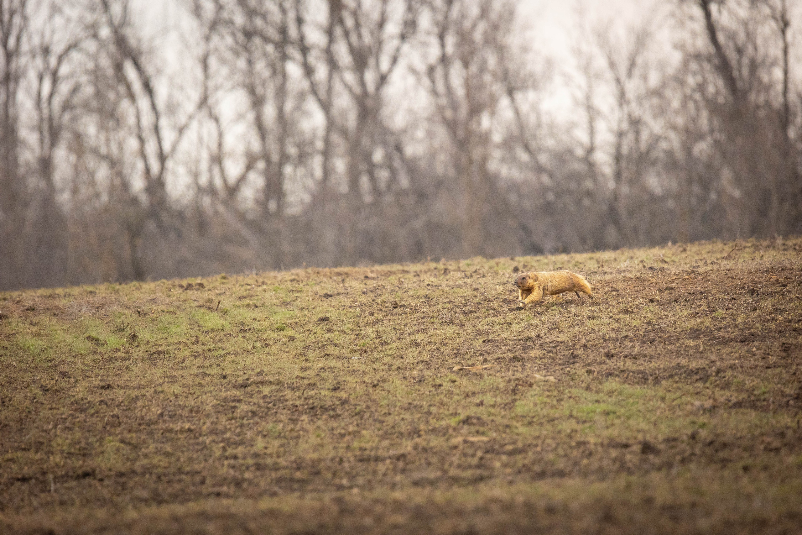 Дикий животный мир. Фотограф-АниМалист Анна Абрамова
