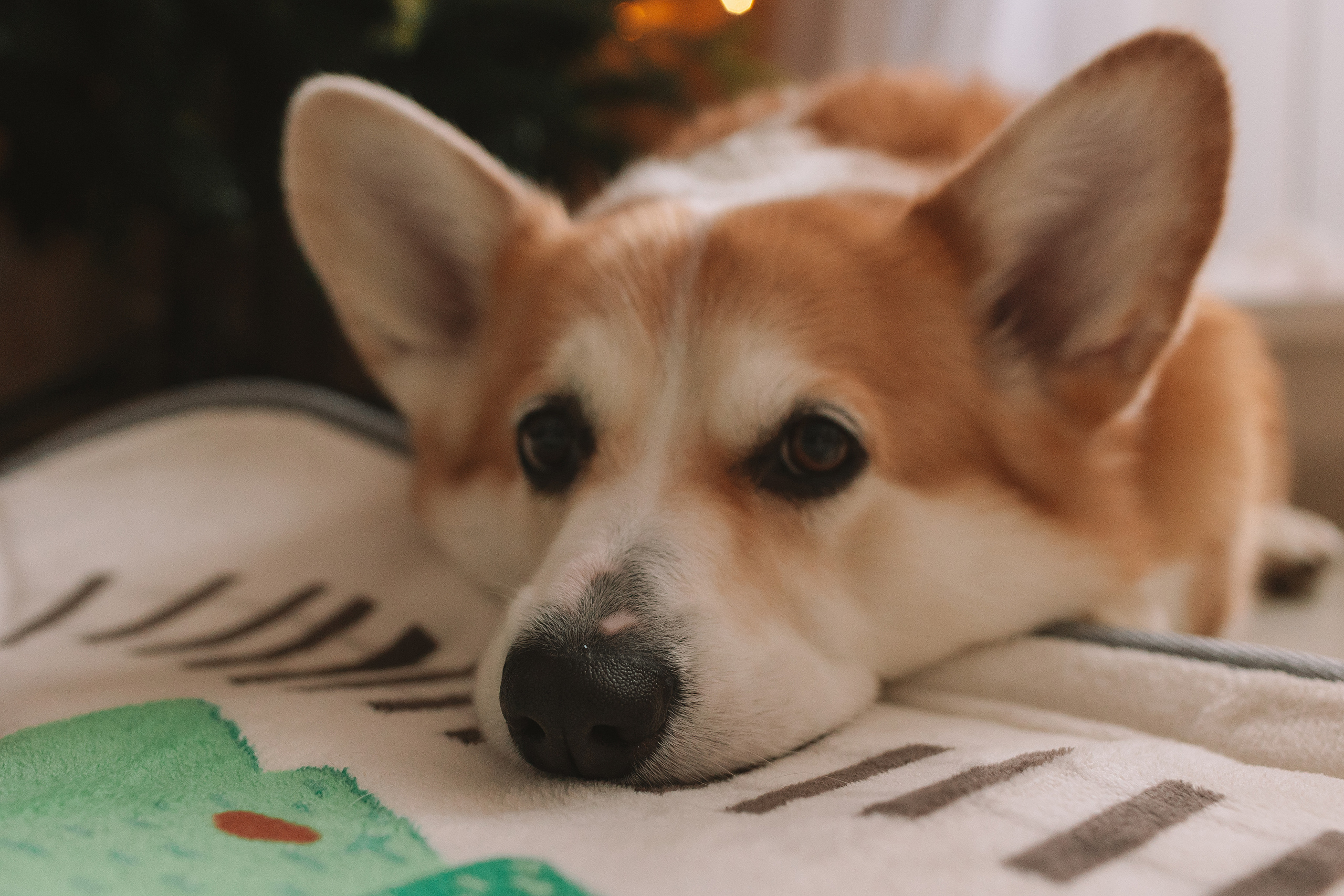Очень активный Лев. Семейный фотограф Тюмень, фотограф на роды Салмина Мария