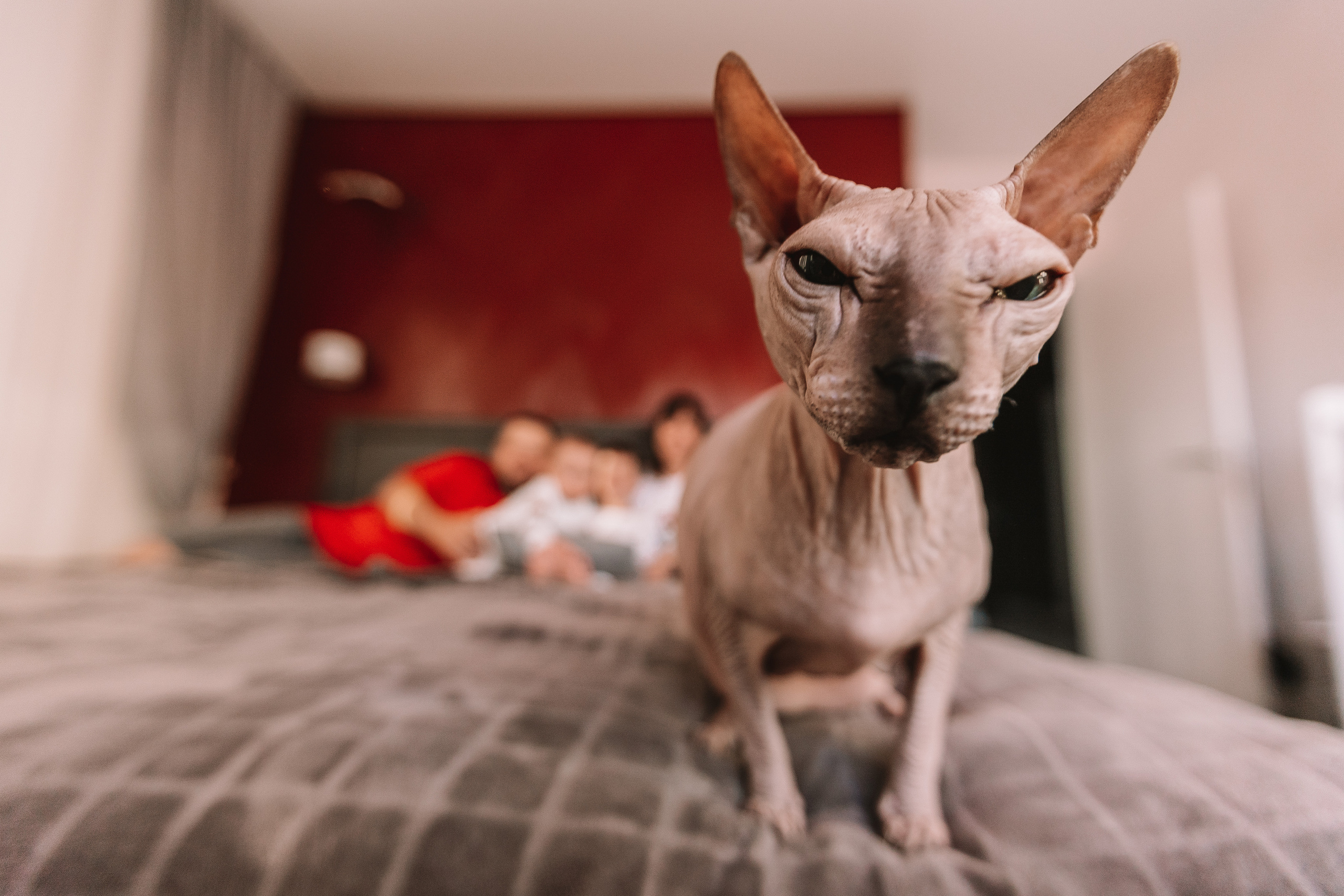 Новогодний Синнабон. Семейный фотограф Тюмень, фотограф на роды Салмина Мария