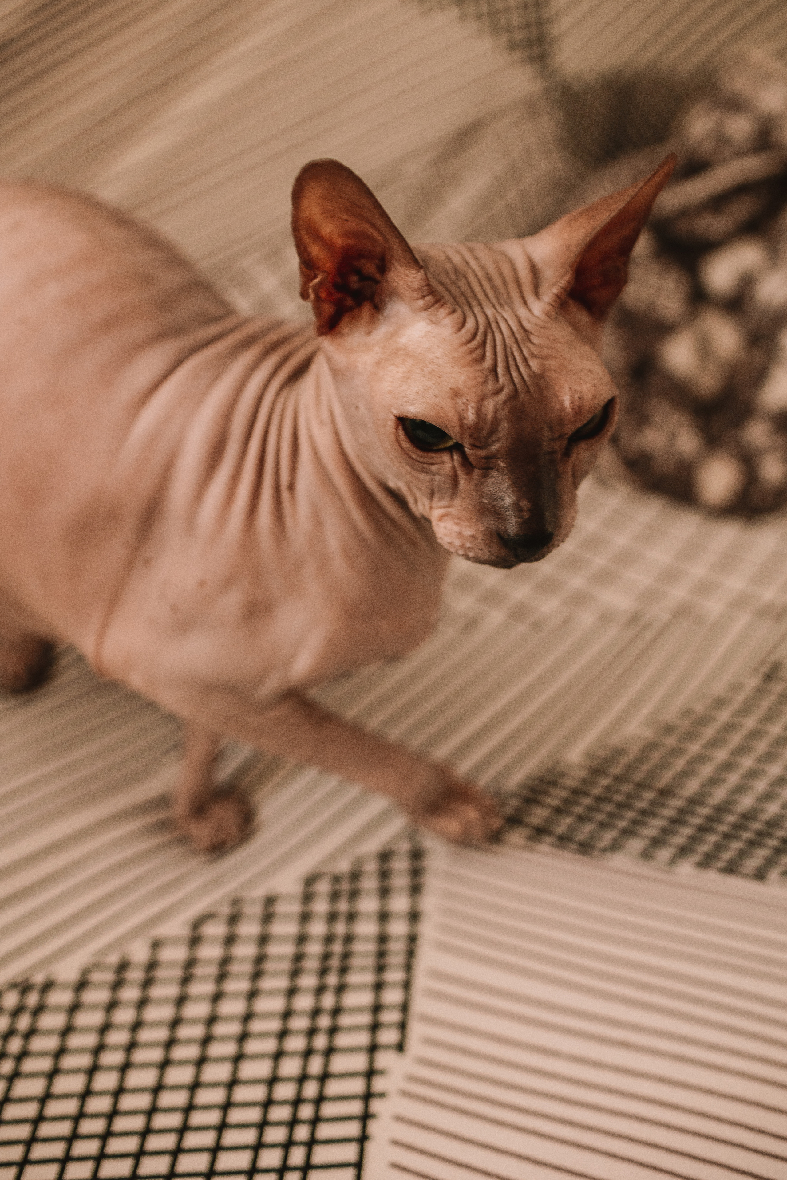 Новогодний Синнабон. Семейный фотограф Тюмень, фотограф на роды Салмина Мария