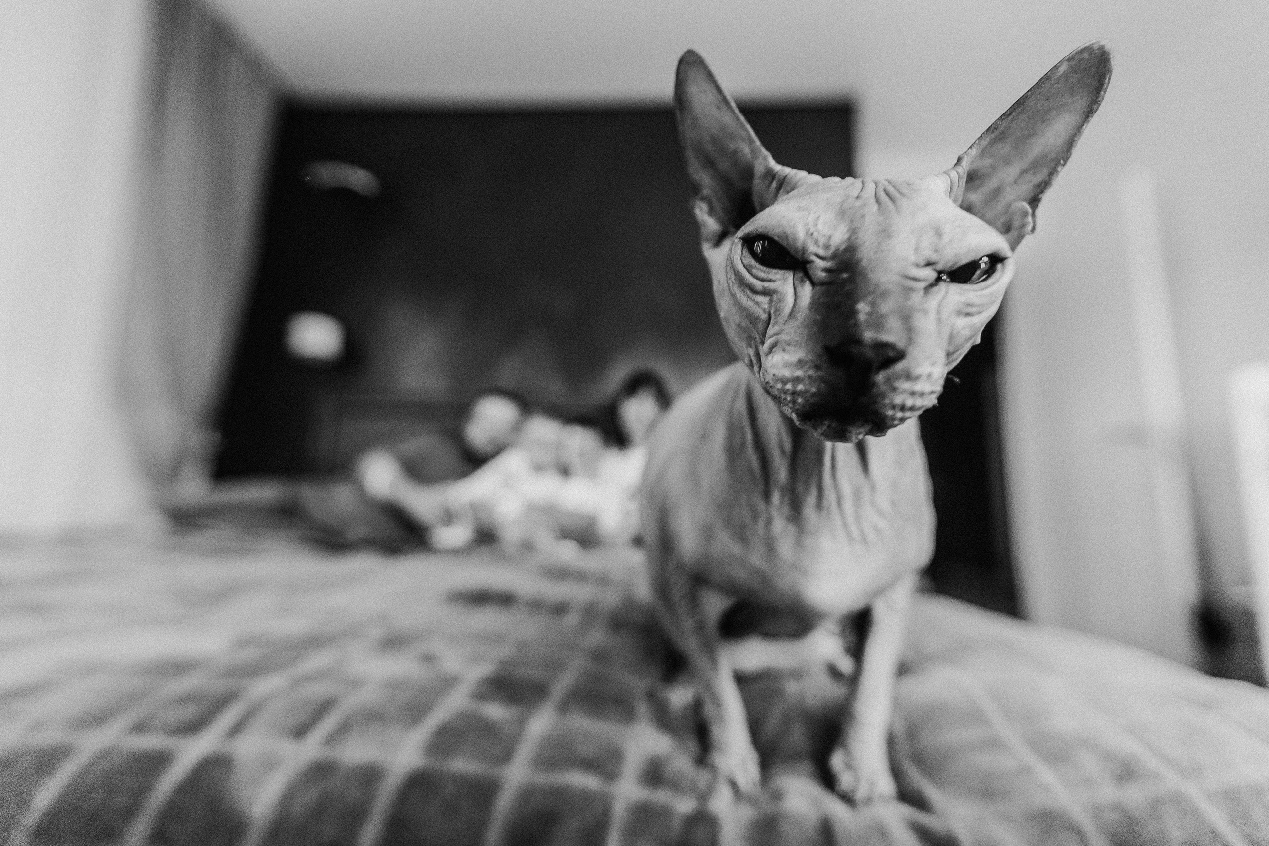 Новогодний Синнабон. Семейный фотограф Тюмень, фотограф на роды Салмина Мария