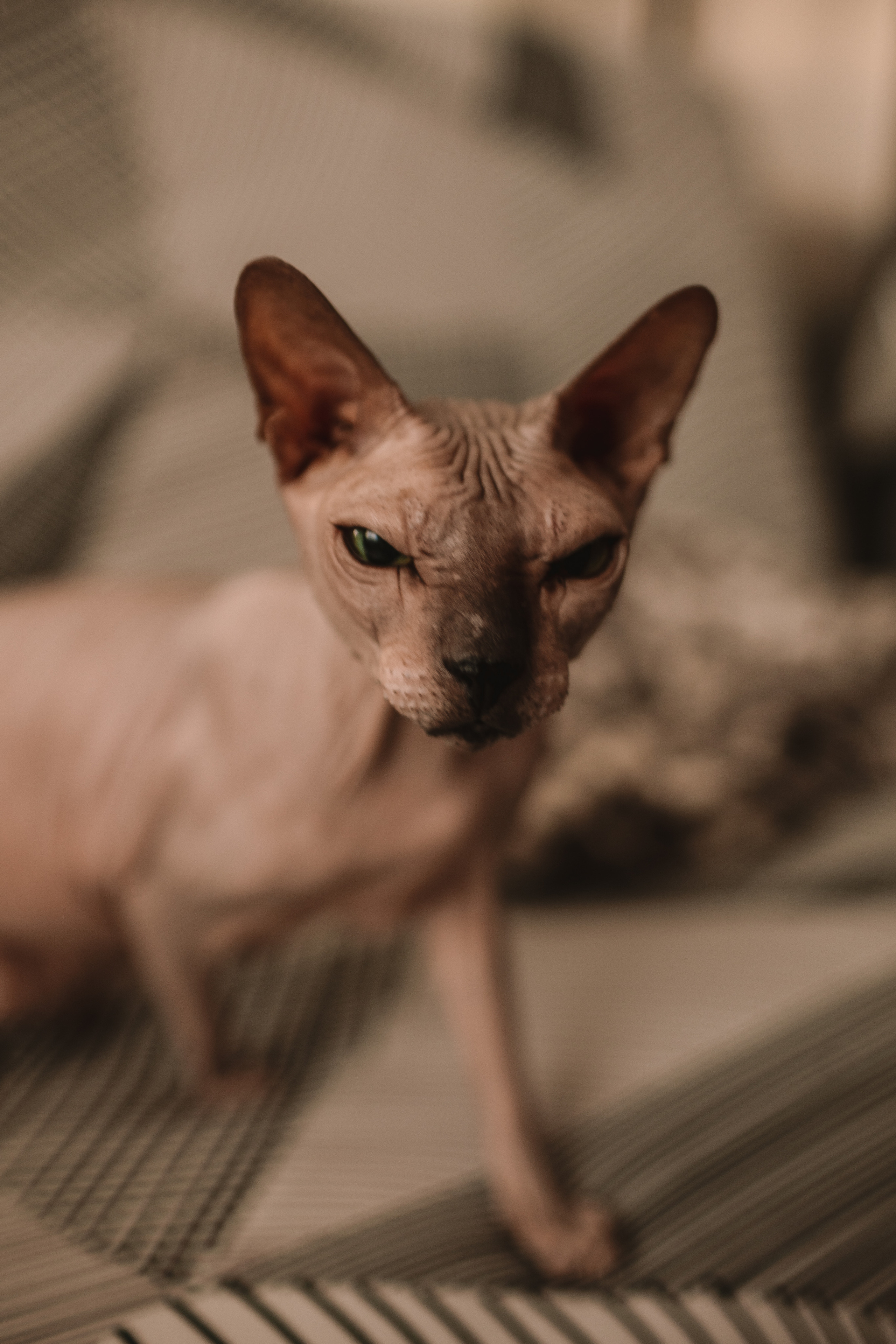 Новогодний Синнабон. Семейный фотограф Тюмень, фотограф на роды Салмина Мария