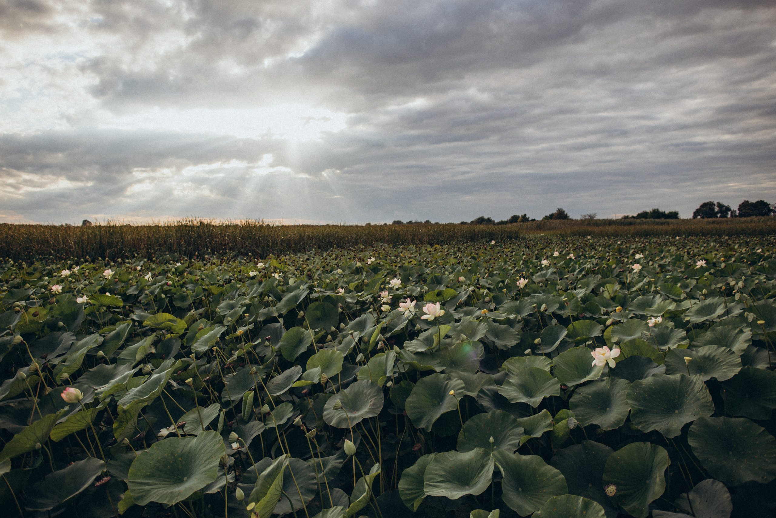 Про семью, про любовь, про чувства, про детство…. Семейный фотограф в Краснодаре Анна Пасик