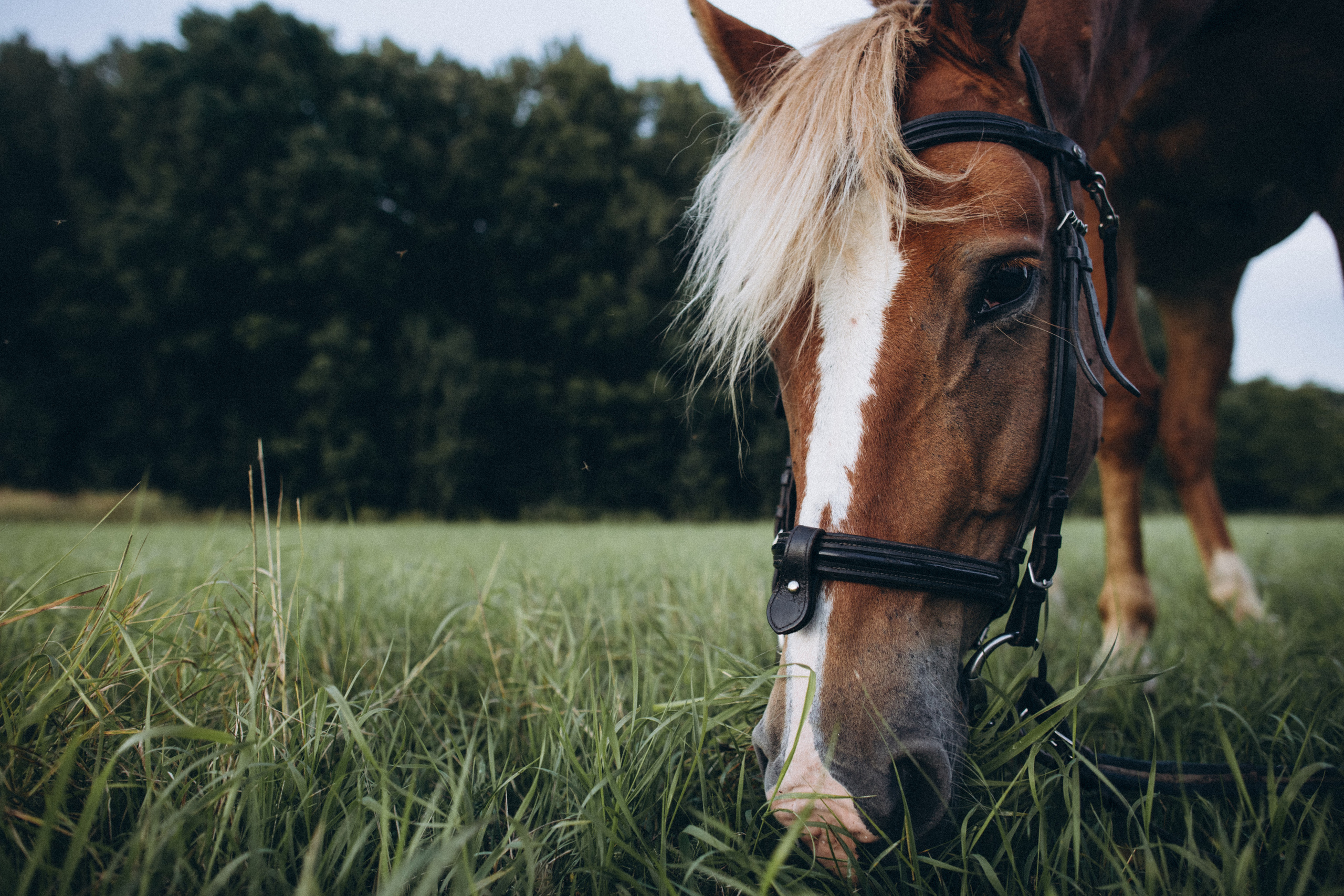 Ира и Андрей. Семейный фотограф в Краснодаре Анна Пасик