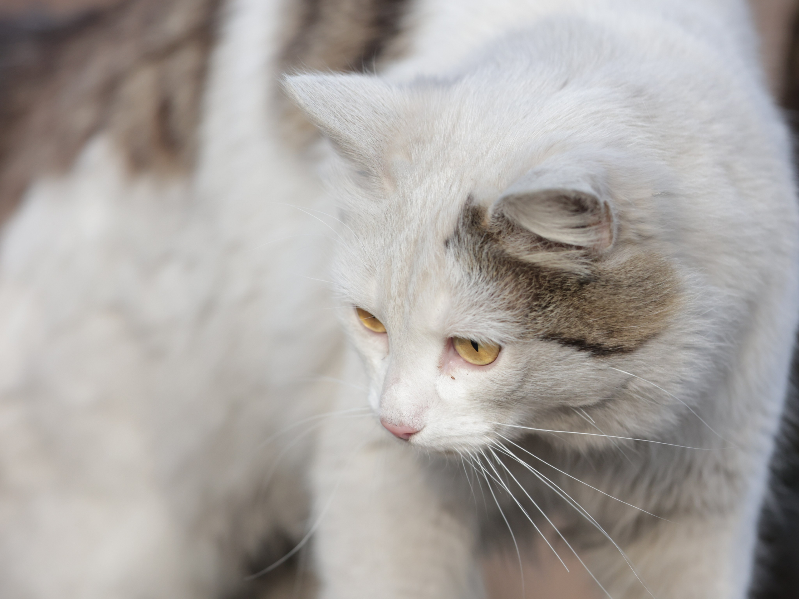 Фотограф Татьяна Марсуверских г. Жуковский, Москва и Мо. Репортажные съёмки, фотосессии,  фотограф анималист, фотосъёмка животных. Фотограф для маркетплейсов, фотоуслуги в Жуковском Татьяна Марсуверских